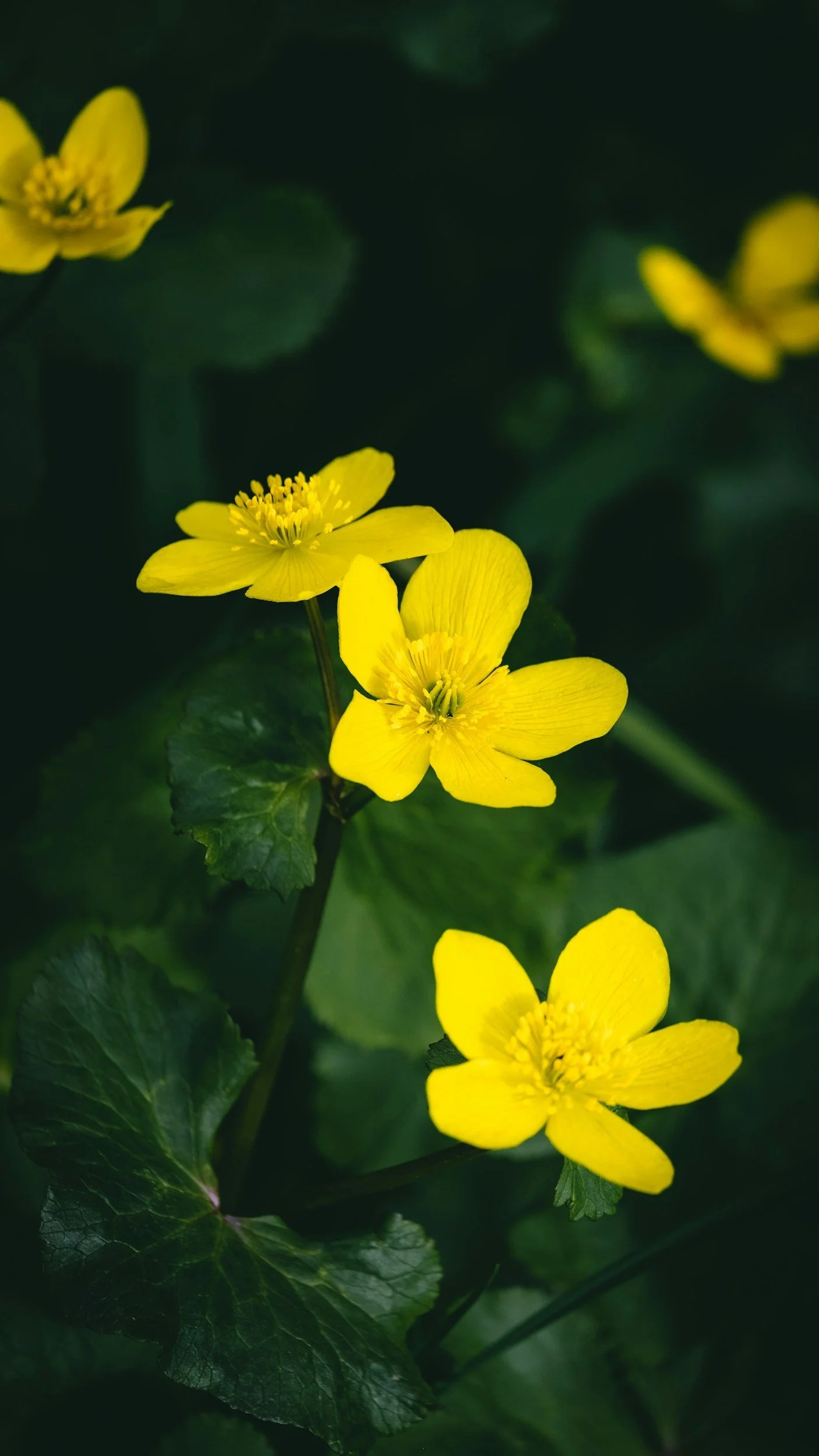 Photo by  Michael Held  on  Unsplash 