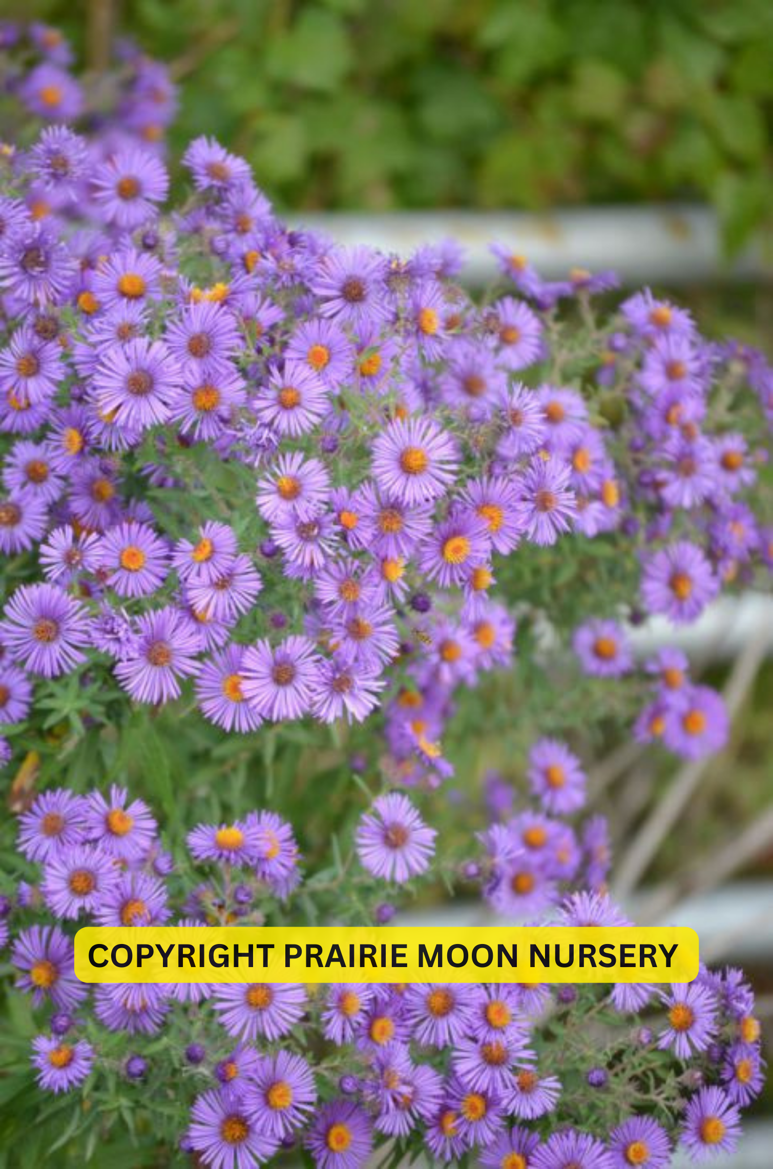 New England Aster