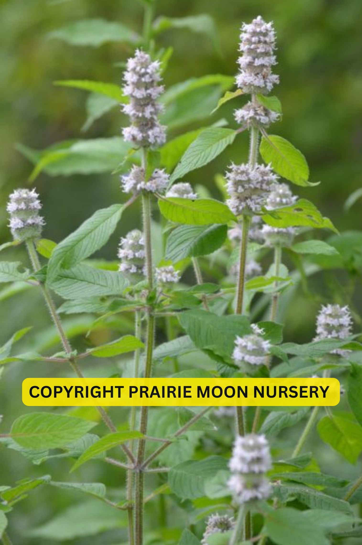 Hairy wood mint.png