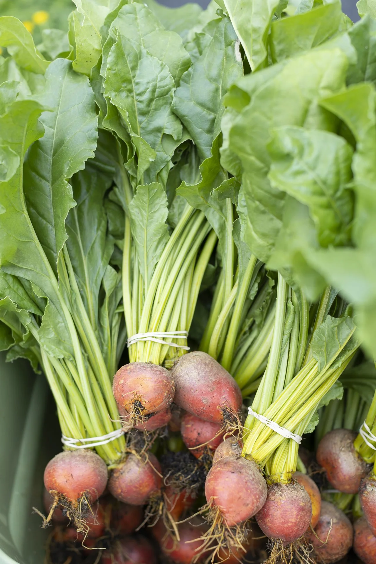 Chime_Studio_for_September_Sun_Produce_250512_59.jpg