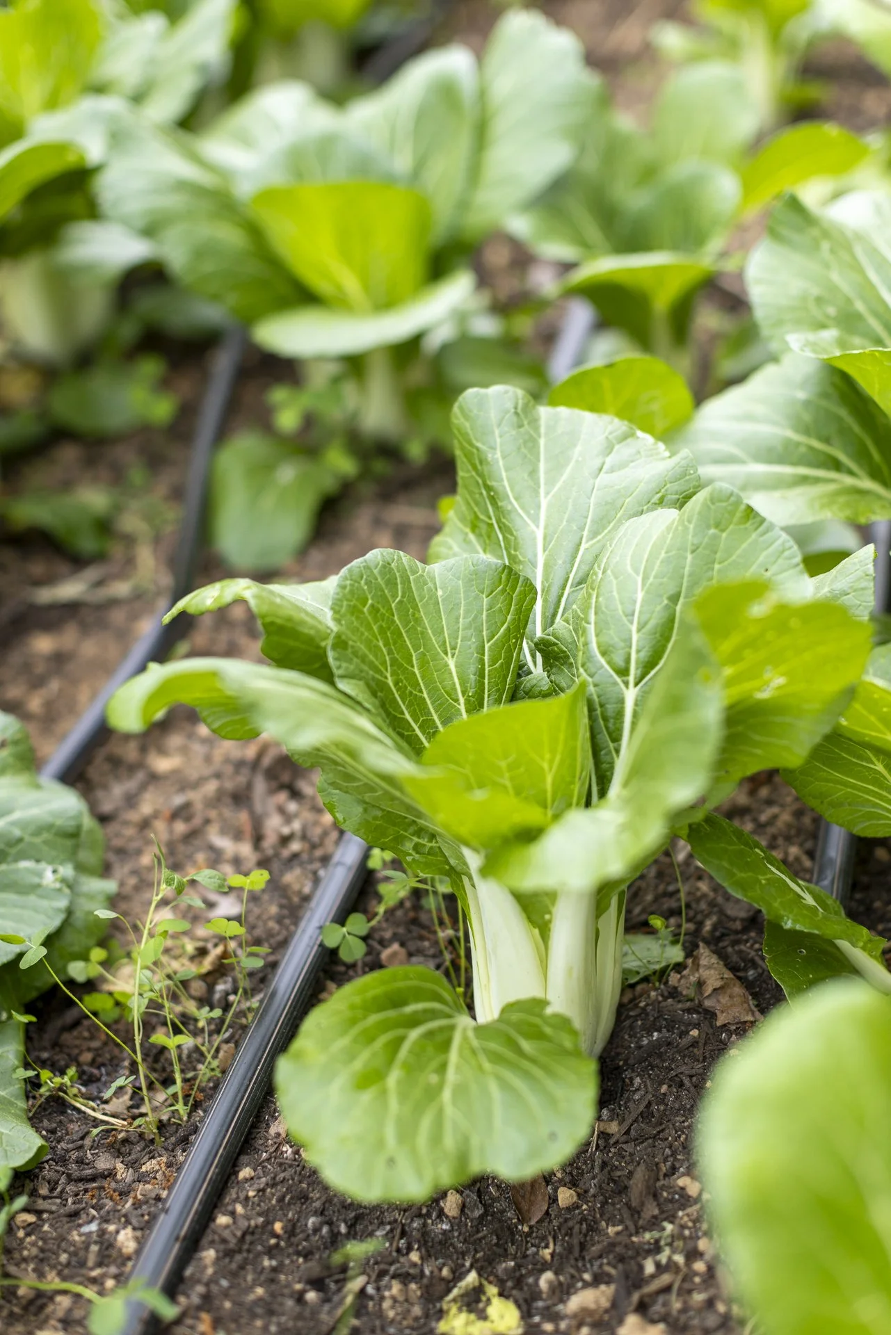 Chime_Studio_for_September_Sun_Produce_250512_79.jpg