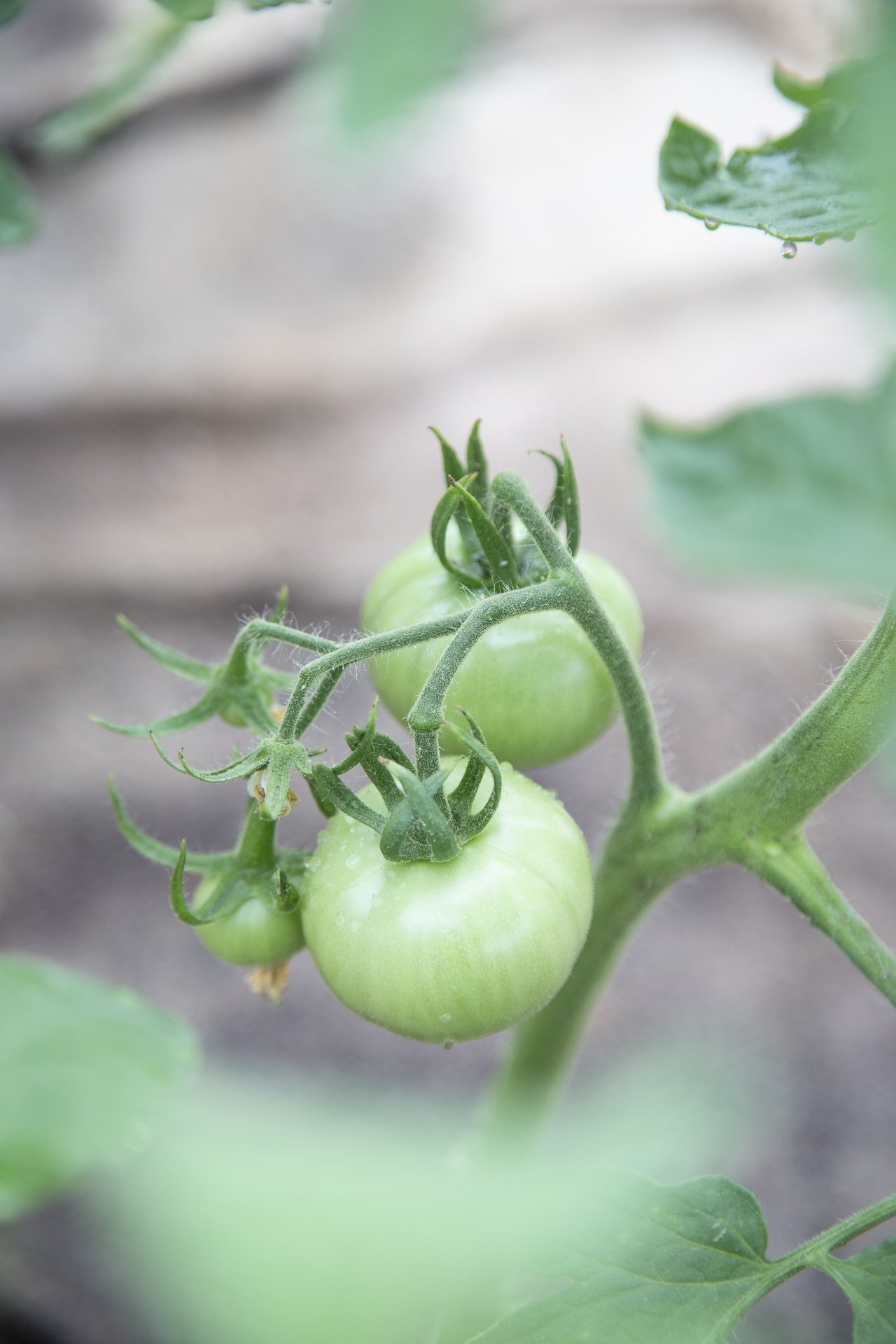 Chime_Studio_for_September_Sun_Produce_250512_123.jpg