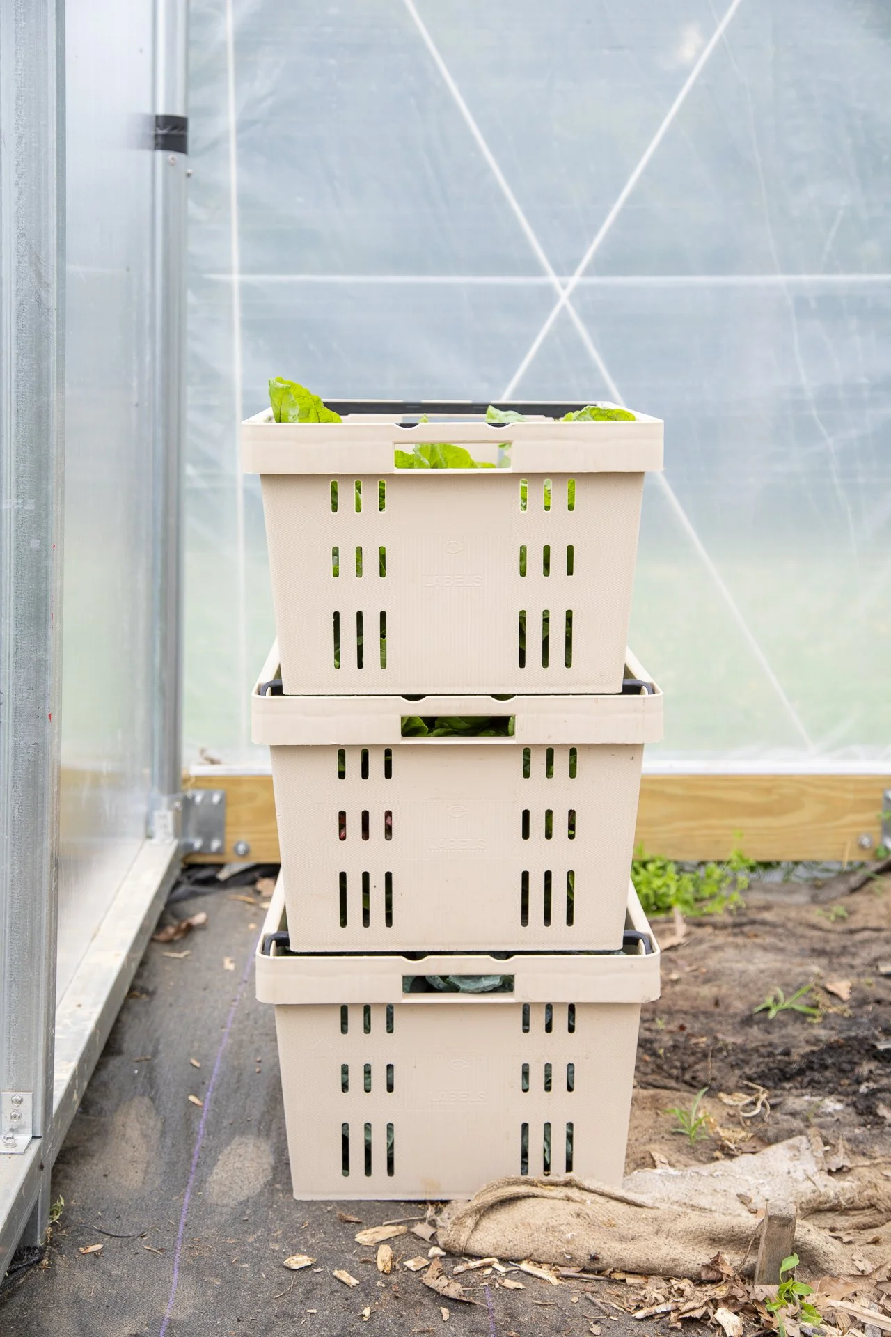 Chime_Studio_for_September_Sun_Produce_250512_150.jpg