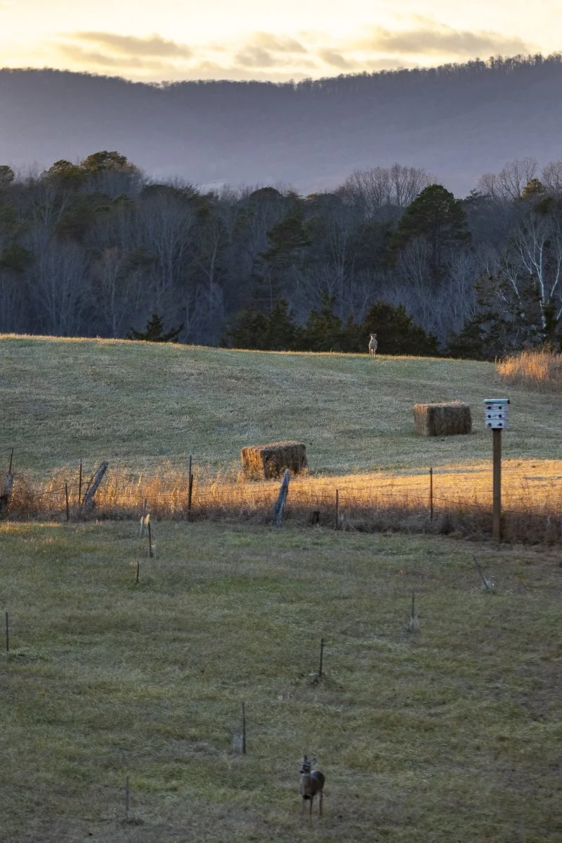 Chime Studio Hunters for the Hungry 56.jpg