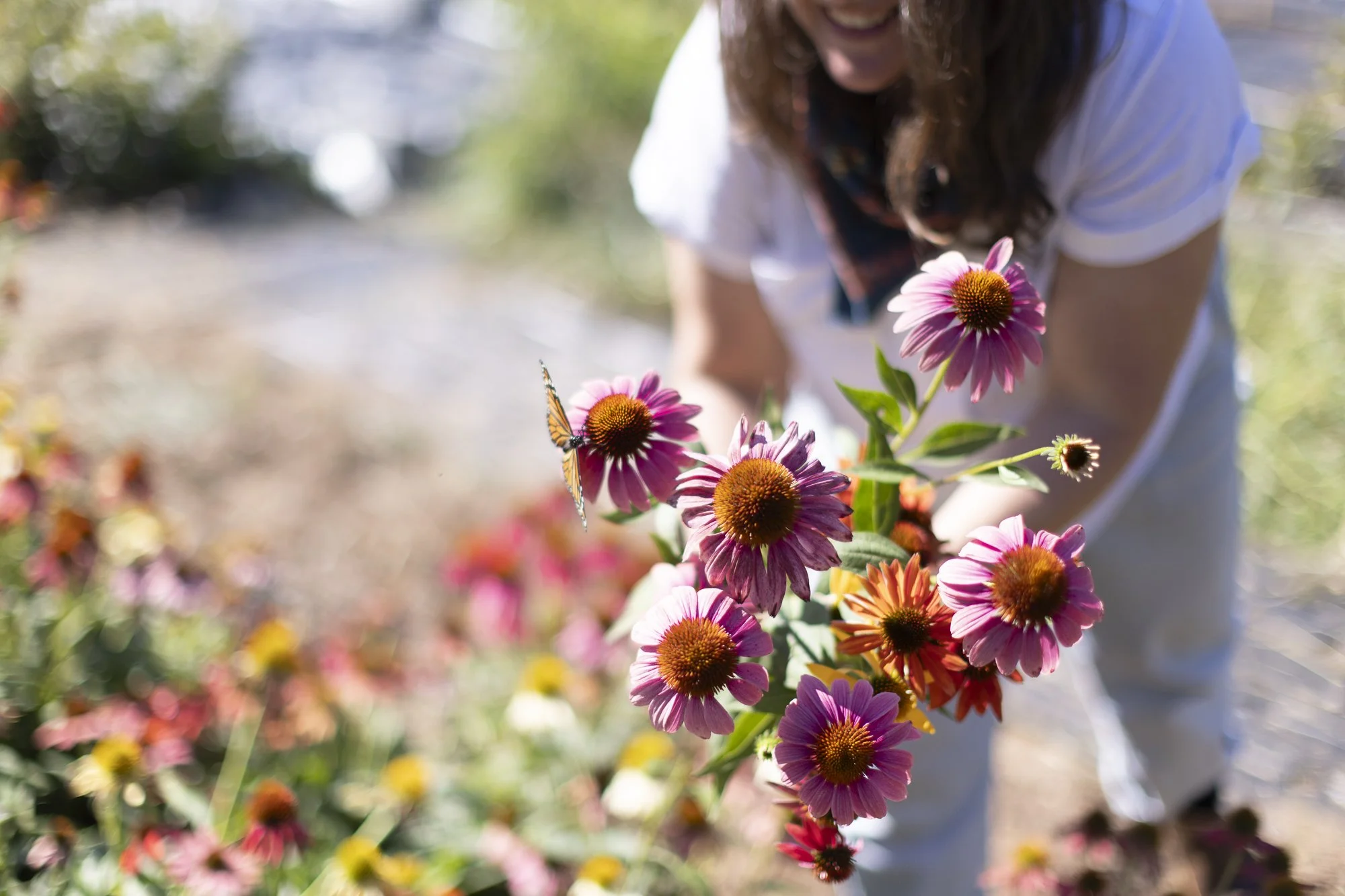 Pigeon Top Flowers