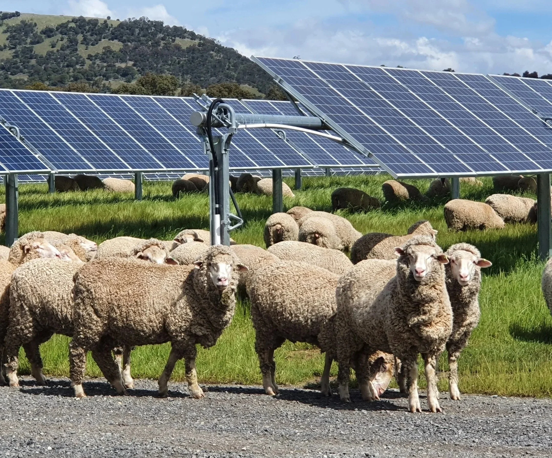 A flock of sheep grazing on grass beneath a CleanPeak Energy solar farm, showing solar panels installed on metal structures above them, and a hillside with trees in the background under a partly cloudy sky.