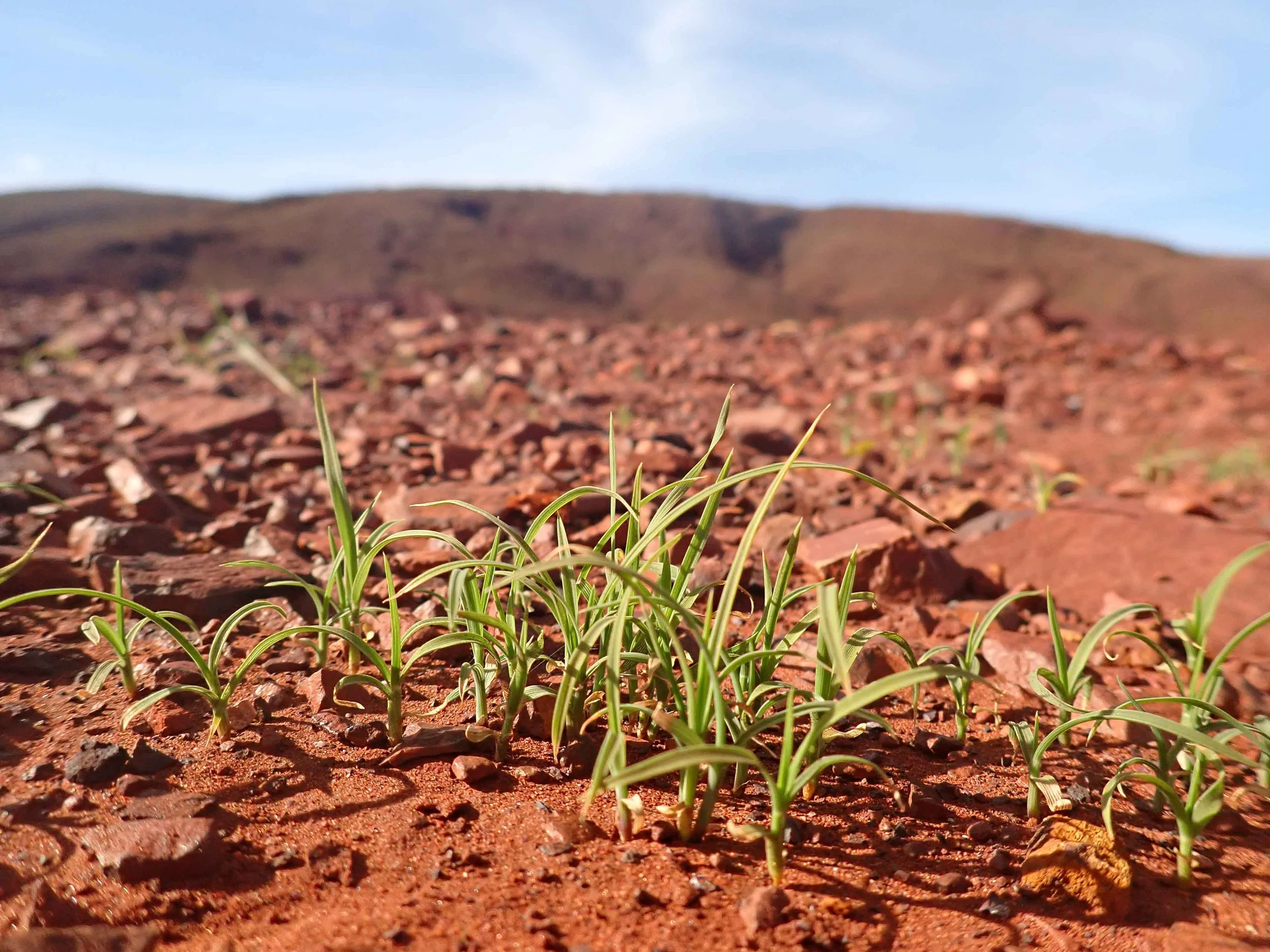 Prompt Nine - Who Planted That Seed?