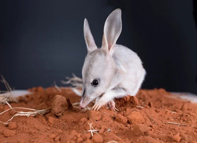 Bilby Conservation