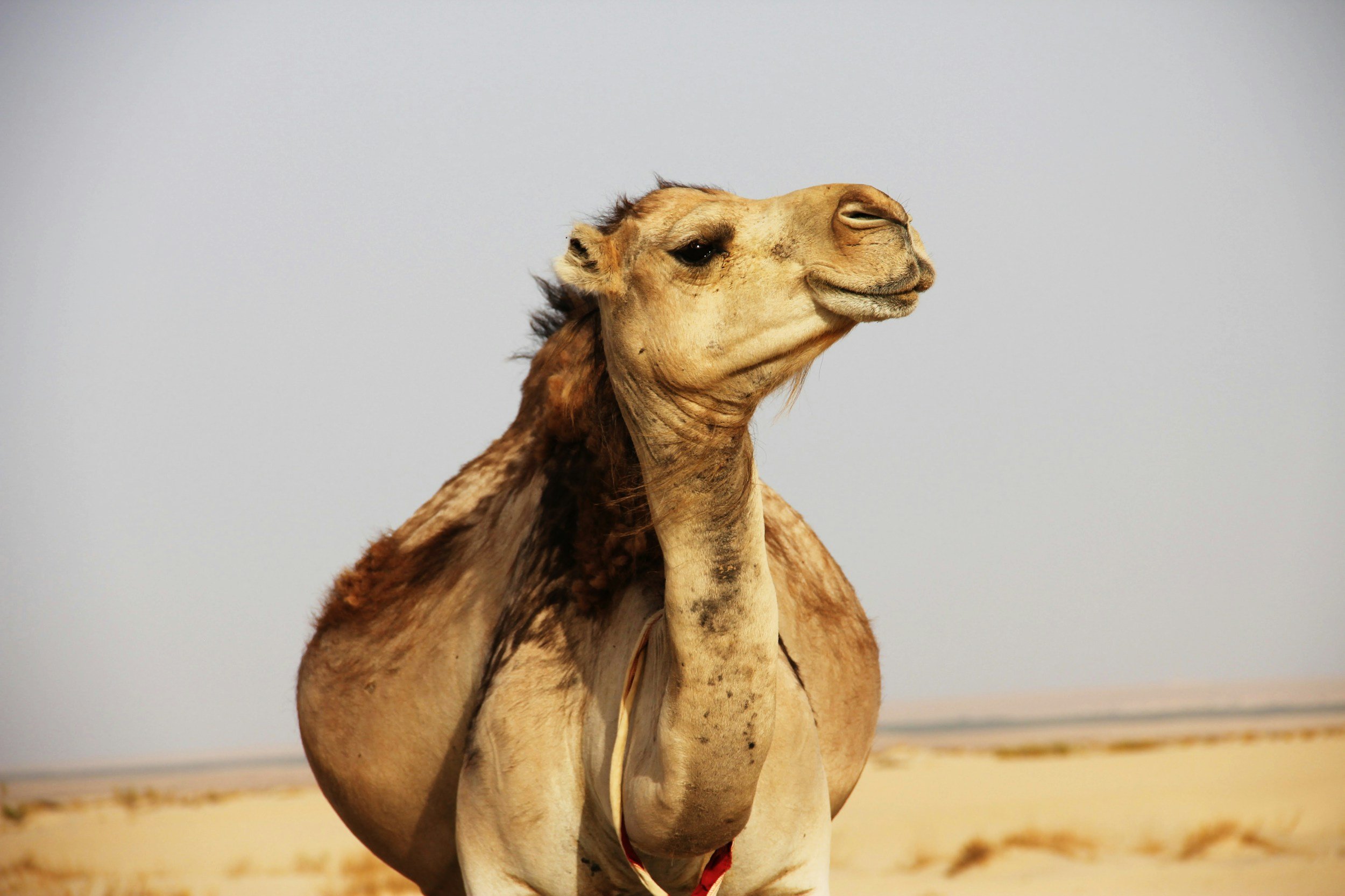 An image of a camel