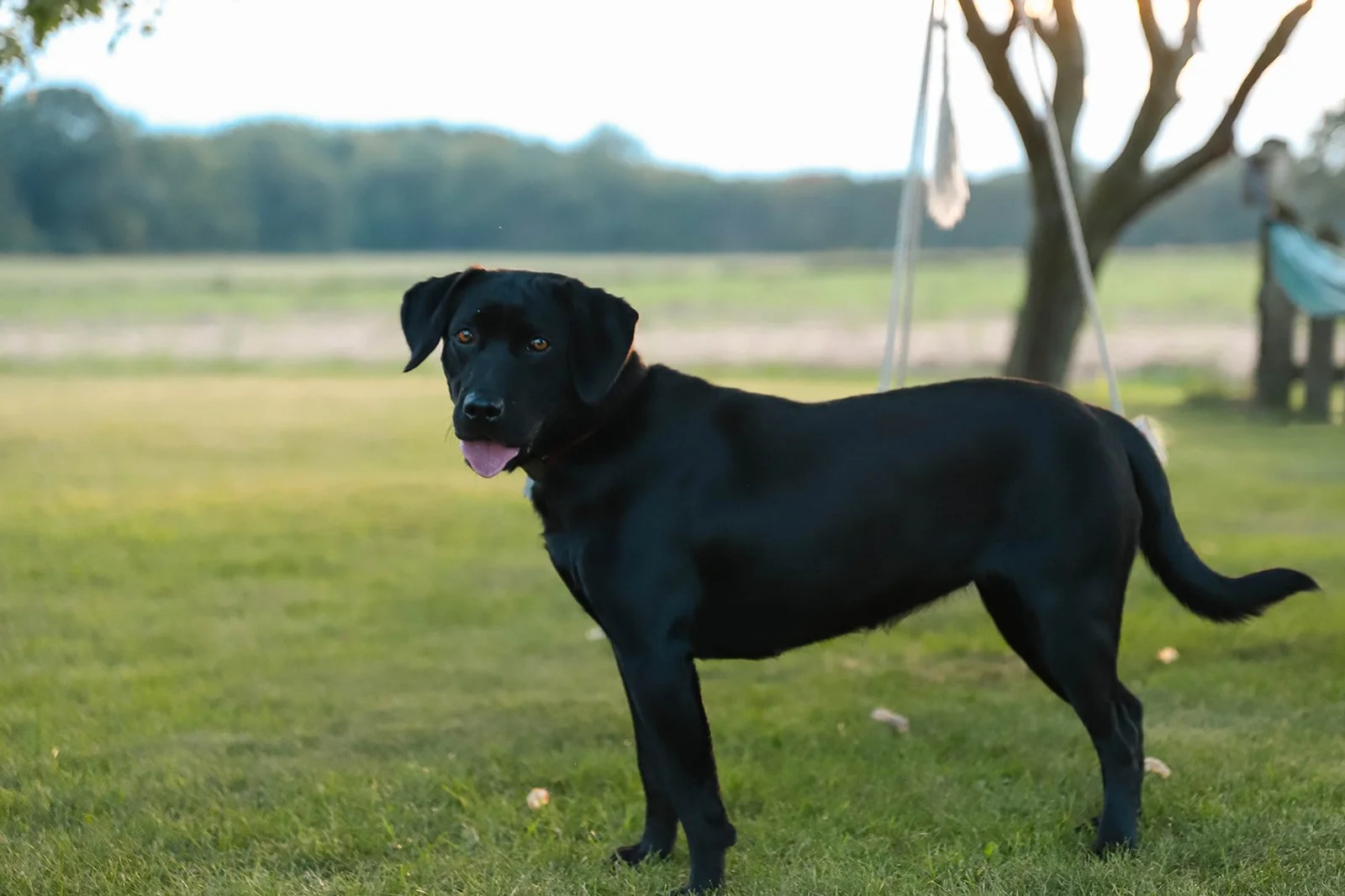Red Run Labradors