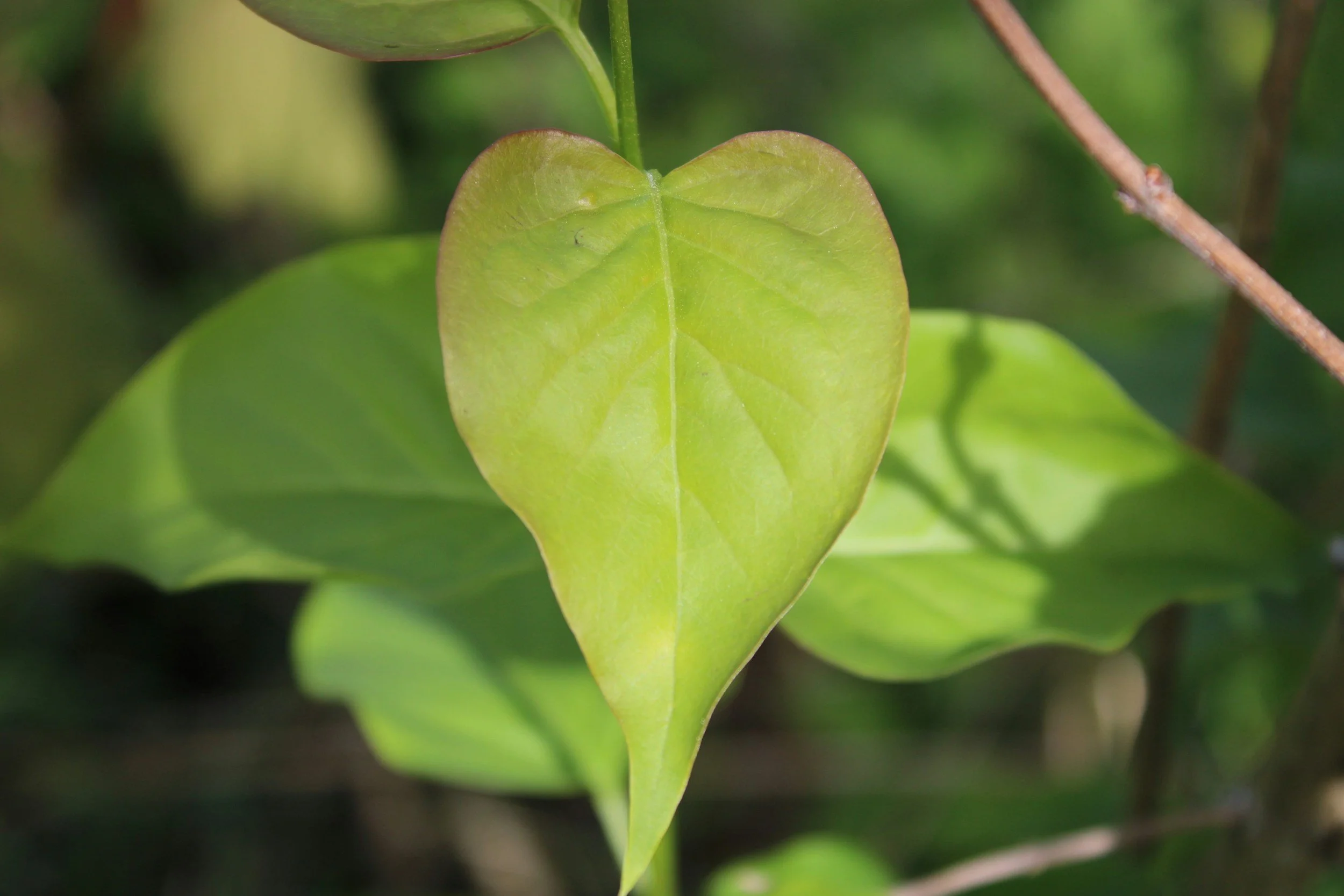 Close up of Heart Leaf showing that understanding your ADHD brain helps with self-esteem