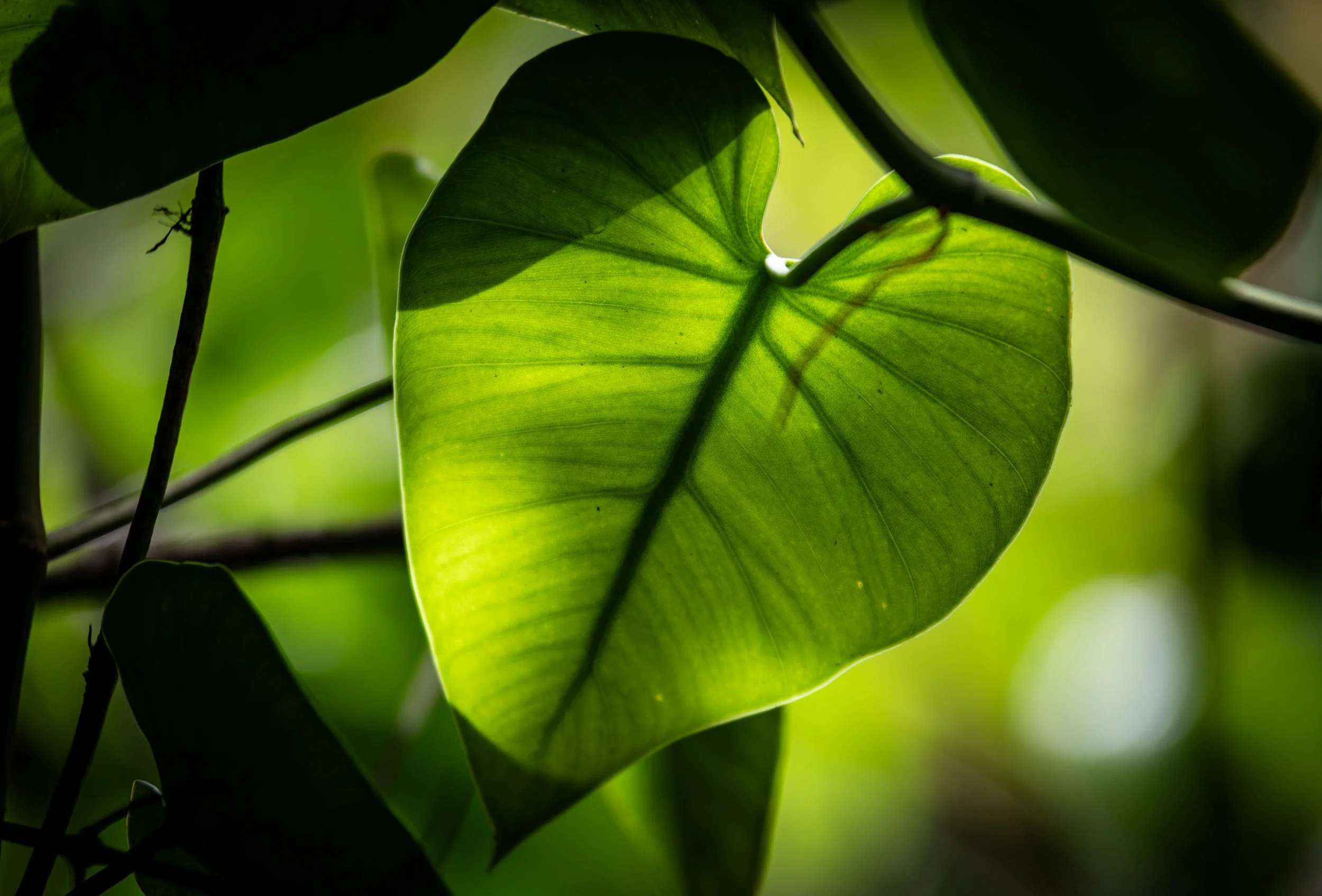 Close up of a heart shaped leaf suggesting clarity and understanding
