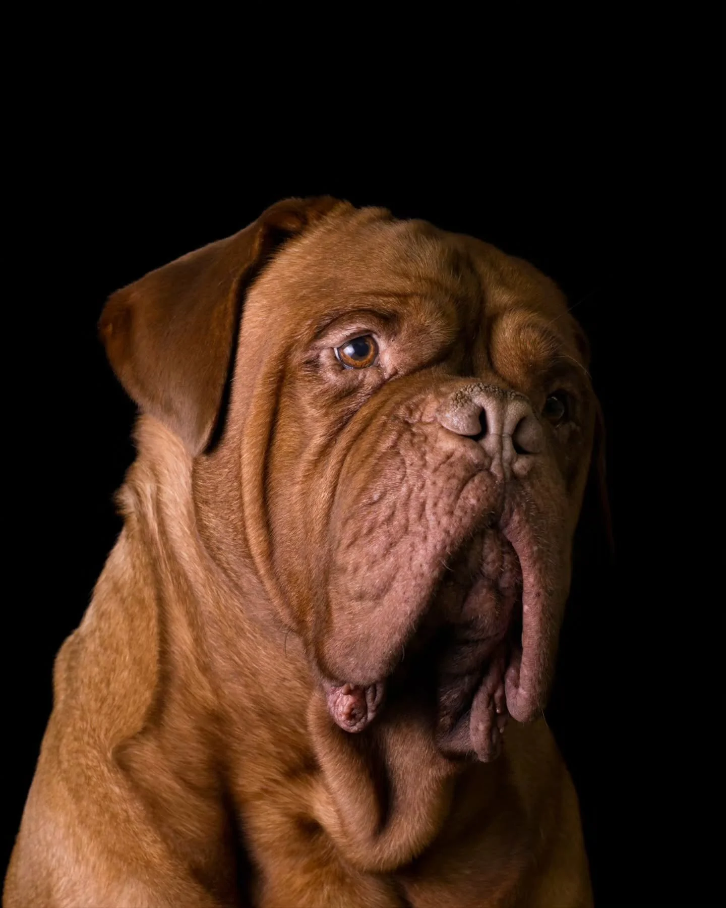 Ainda sobre os retratos do calend&aacute;rio de 2016...
Uma resolu&ccedil;&atilde;o para 2026 &eacute; voltar a fazer disto mais regularmente!
📨 Agenda aberta! 📨

#petphotography #petsagram #dogsofinstagram #dogportrait