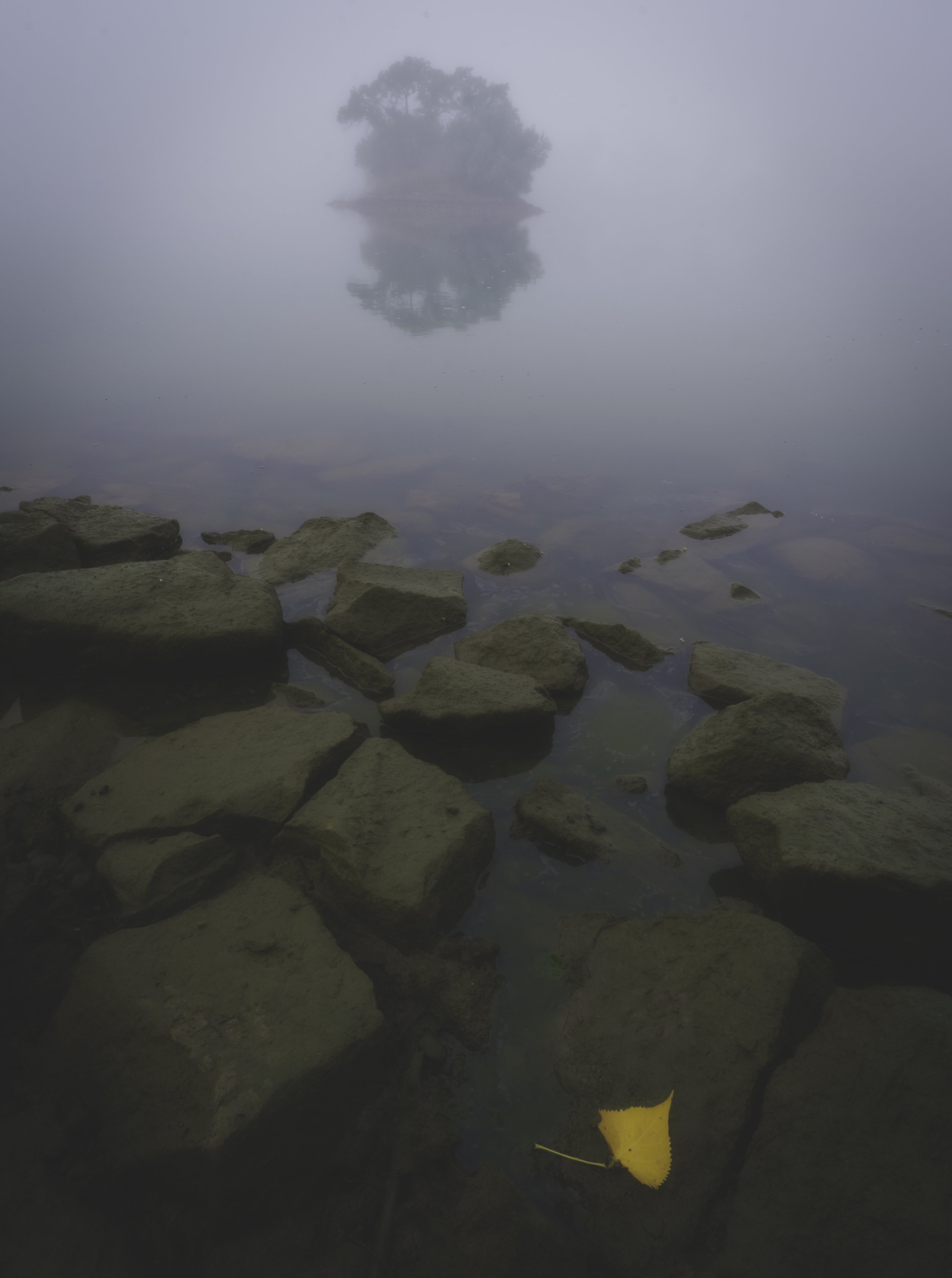 Foggy lake with rocks in the foreground and a tree on a small island reflected in the water, with a yellow leaf resting on a rock.