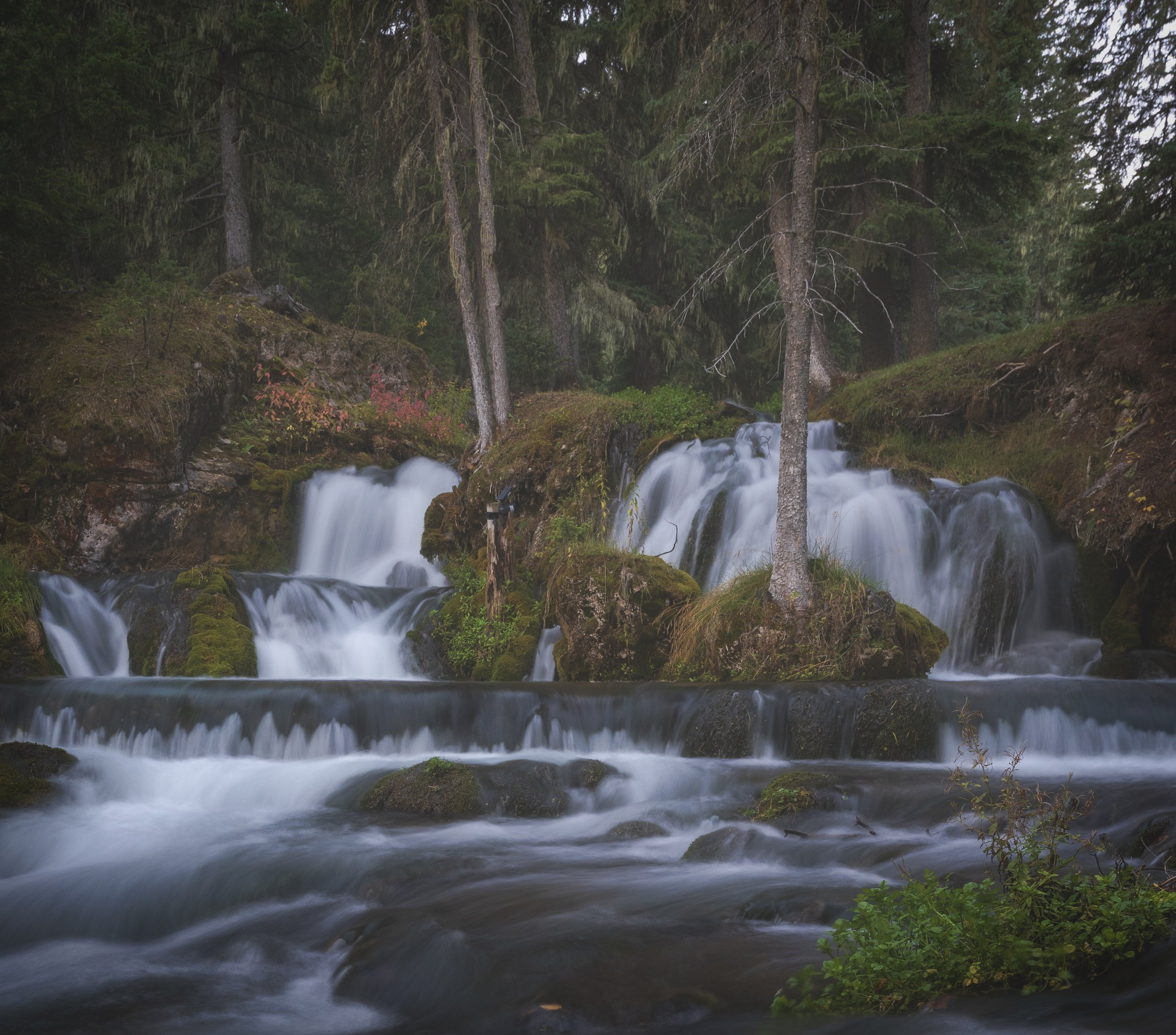 A small waterfall flowing through a forest with tall trees and moss-covered rocks.