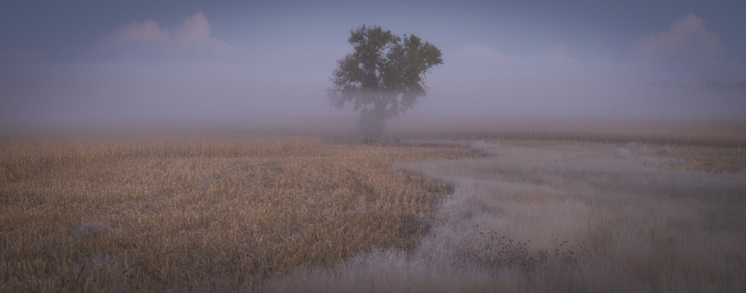 A foggy landscape featuring a solitary tree in the distance, with a muddy pond and dried grass in the foreground.