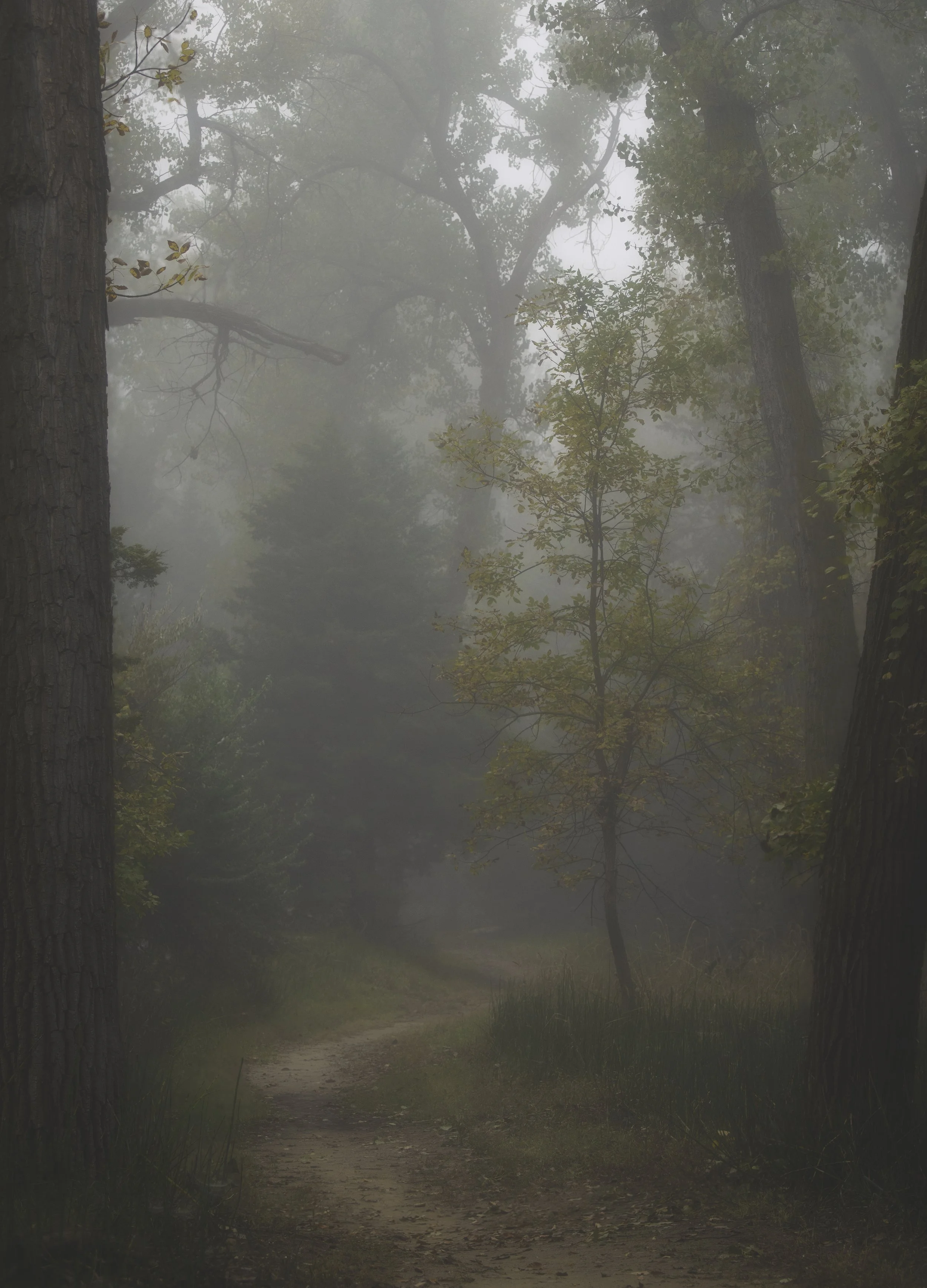 A foggy forest trail with tall trees and a small, curved dirt path