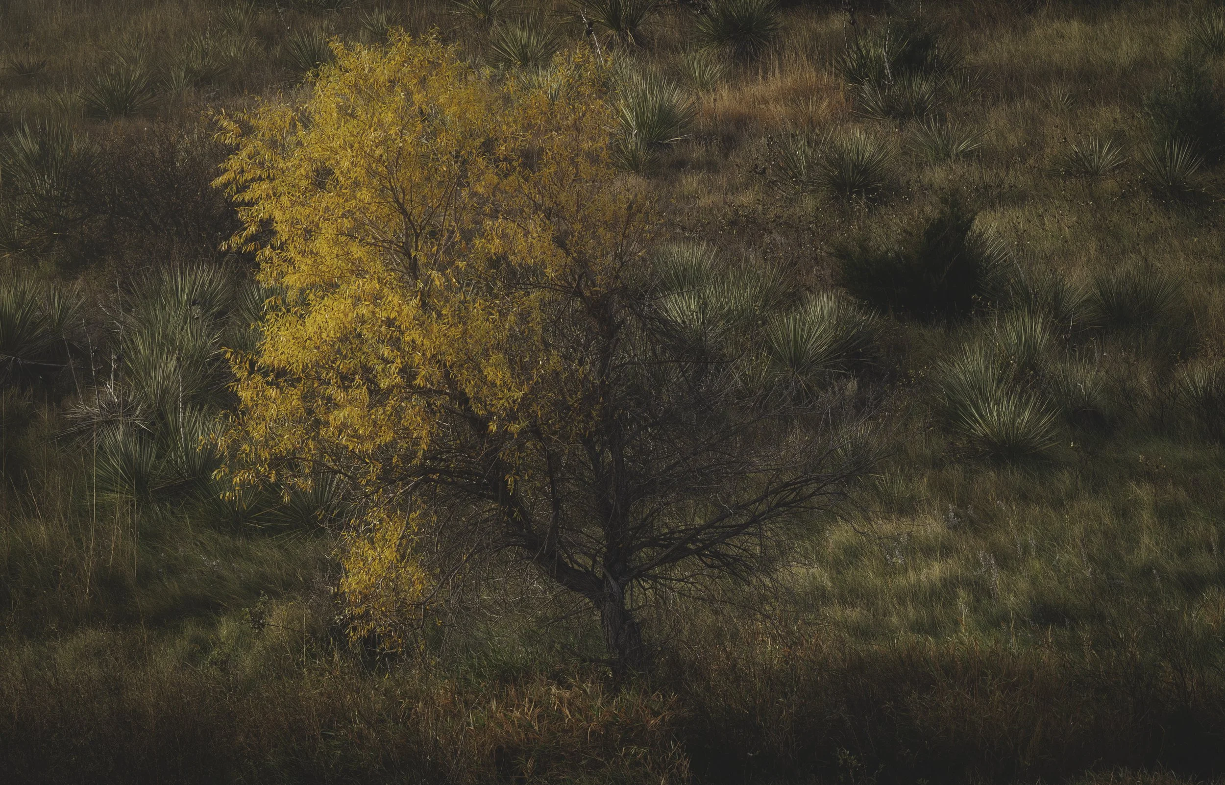 A tree with yellow leaves standing among dry grass and desert plants in a hillside landscape.