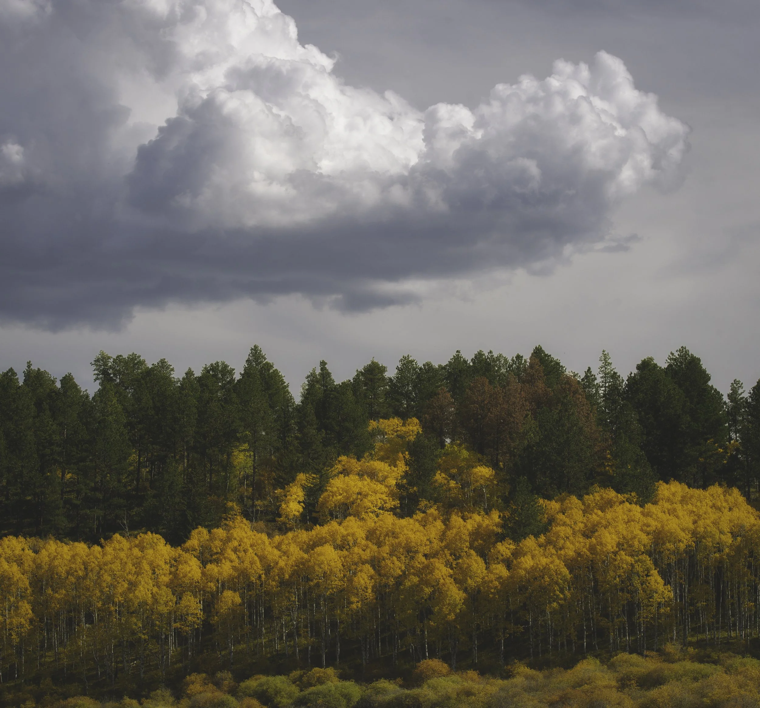 A landscape with a forest of trees showing fall colors, with green trees on the top and yellow and orange trees below, under a cloudy sky.