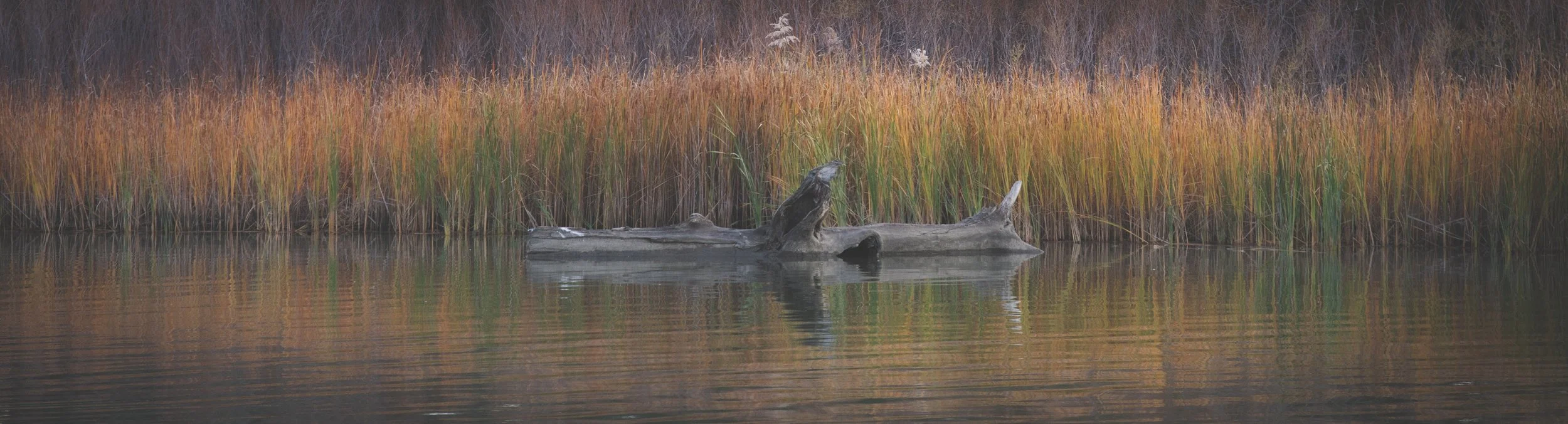 A landscape photo of a body of water with tall orange and green grasses at the water's edge, and a weathered fallen tree partially submerged in the water.
