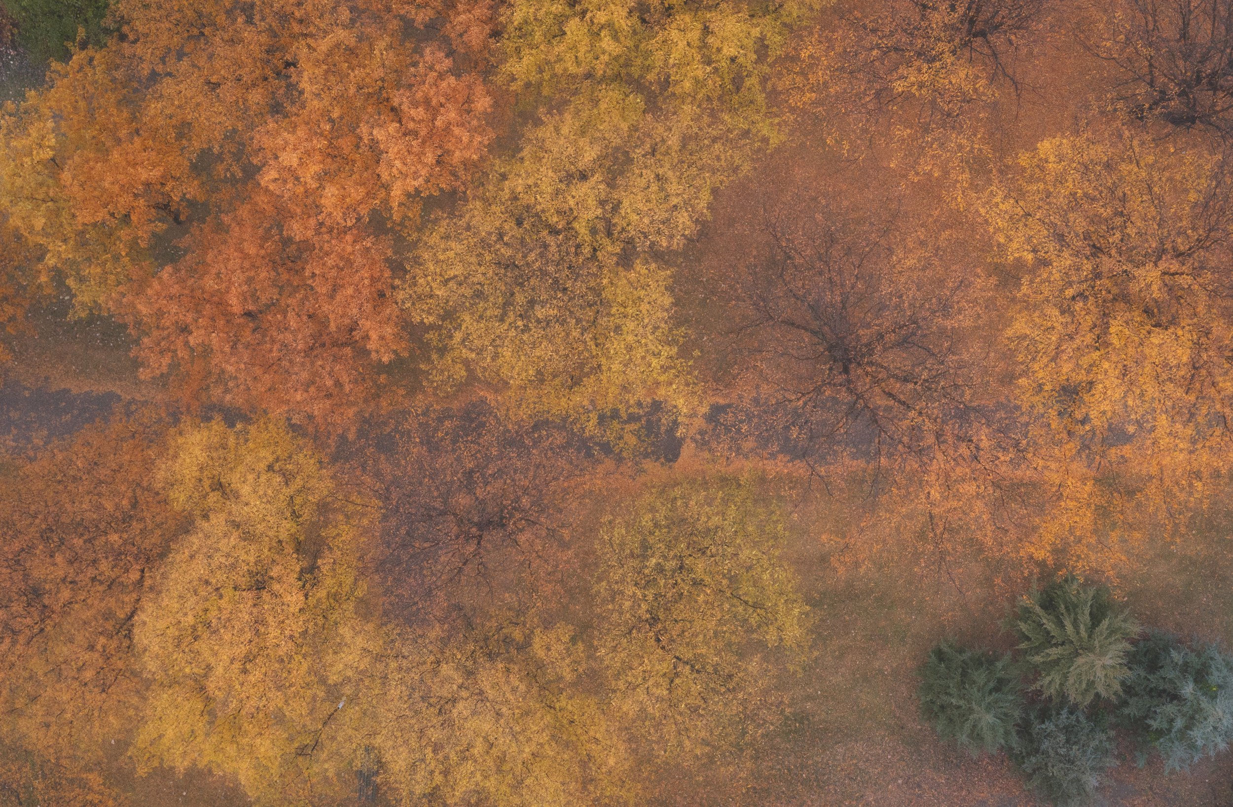 An aerial view of a park in autumn showing colorful trees with orange, yellow, and red leaves and a few green pine trees.