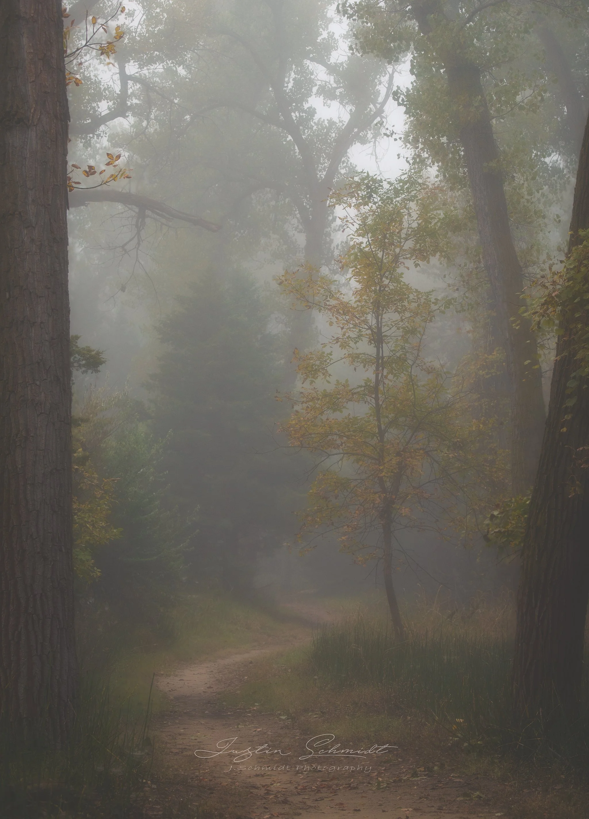 A foggy forest scene with a dirt path winding through tall trees and green foliage, with some leaves showing autumn colors.
