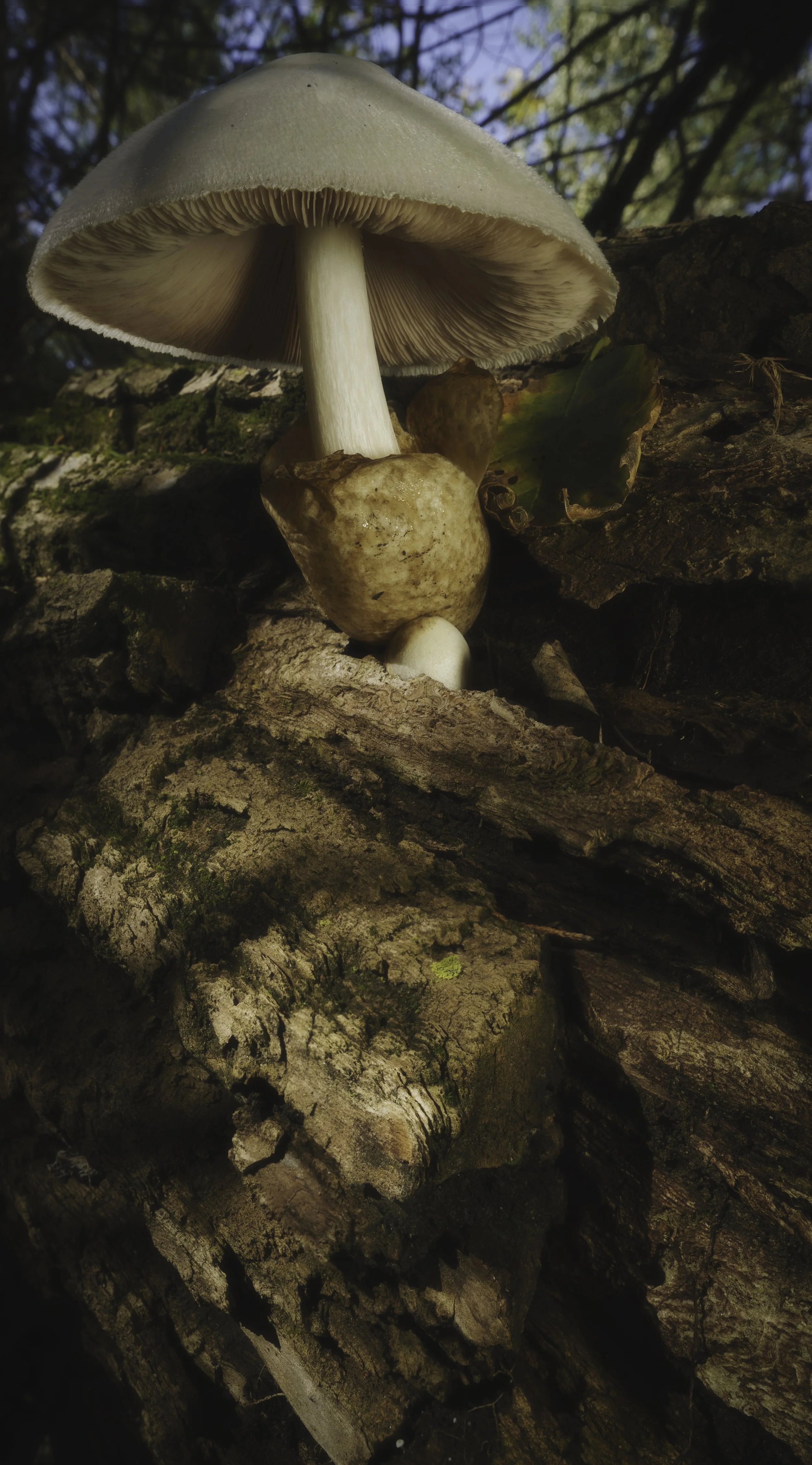 Close-up of a mushroom growing on a fallen log in a forest with trees and sunlight in the background.