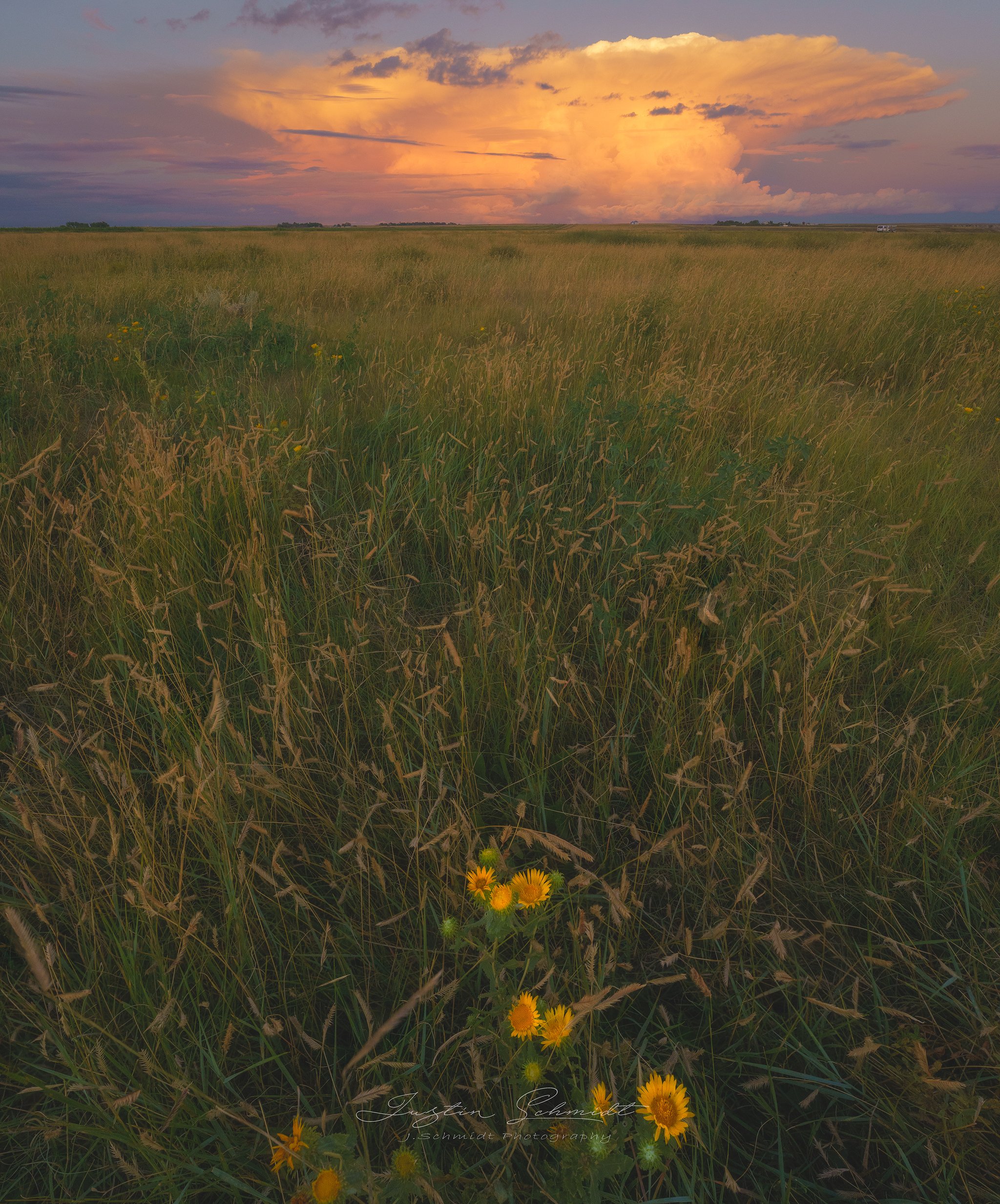 A grassy field with yellow flowers in the foreground and a colorful sunset sky with orange and purple clouds in the background.