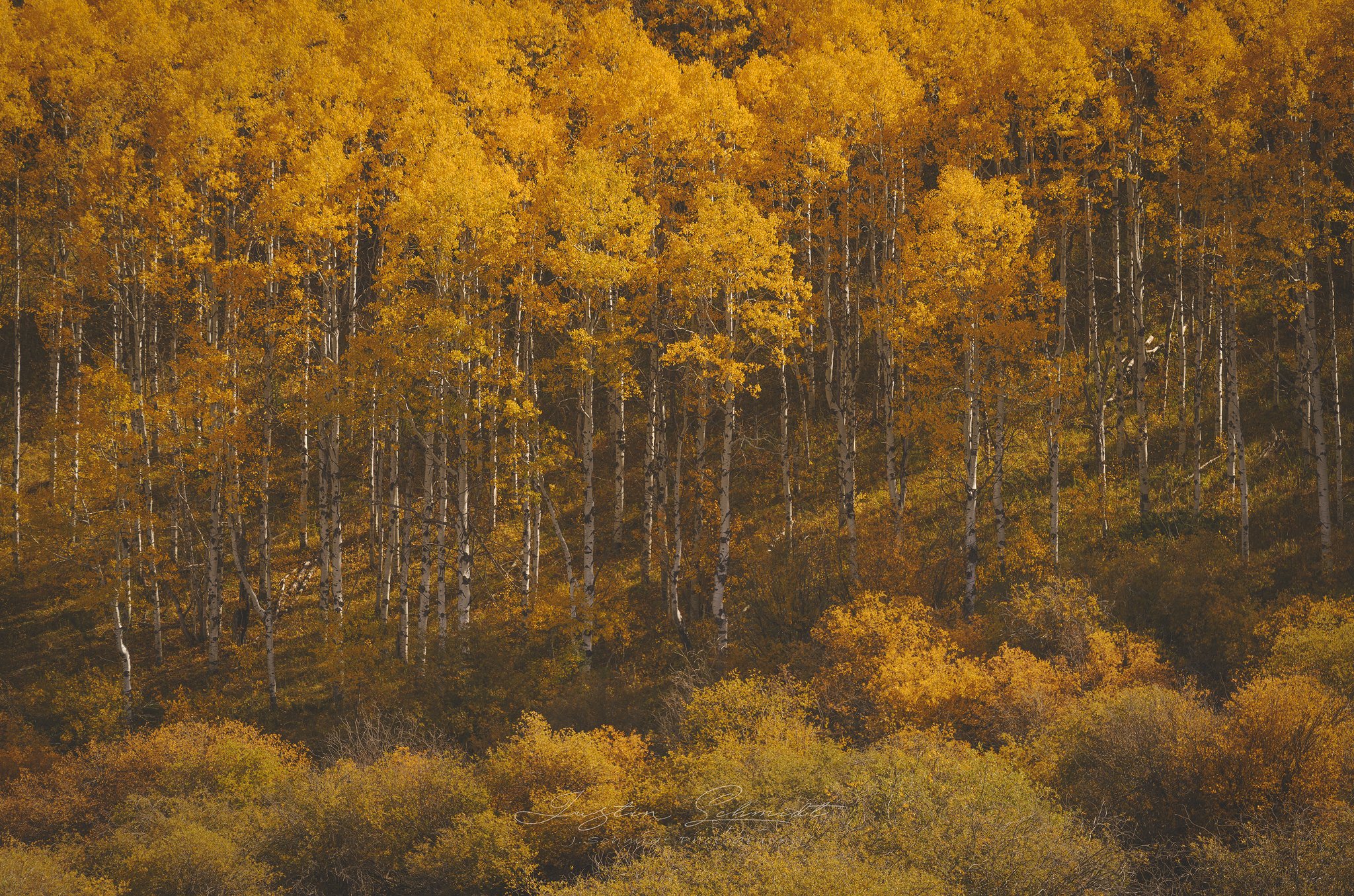 Autumn forest with yellow and orange leaves on trees and ground