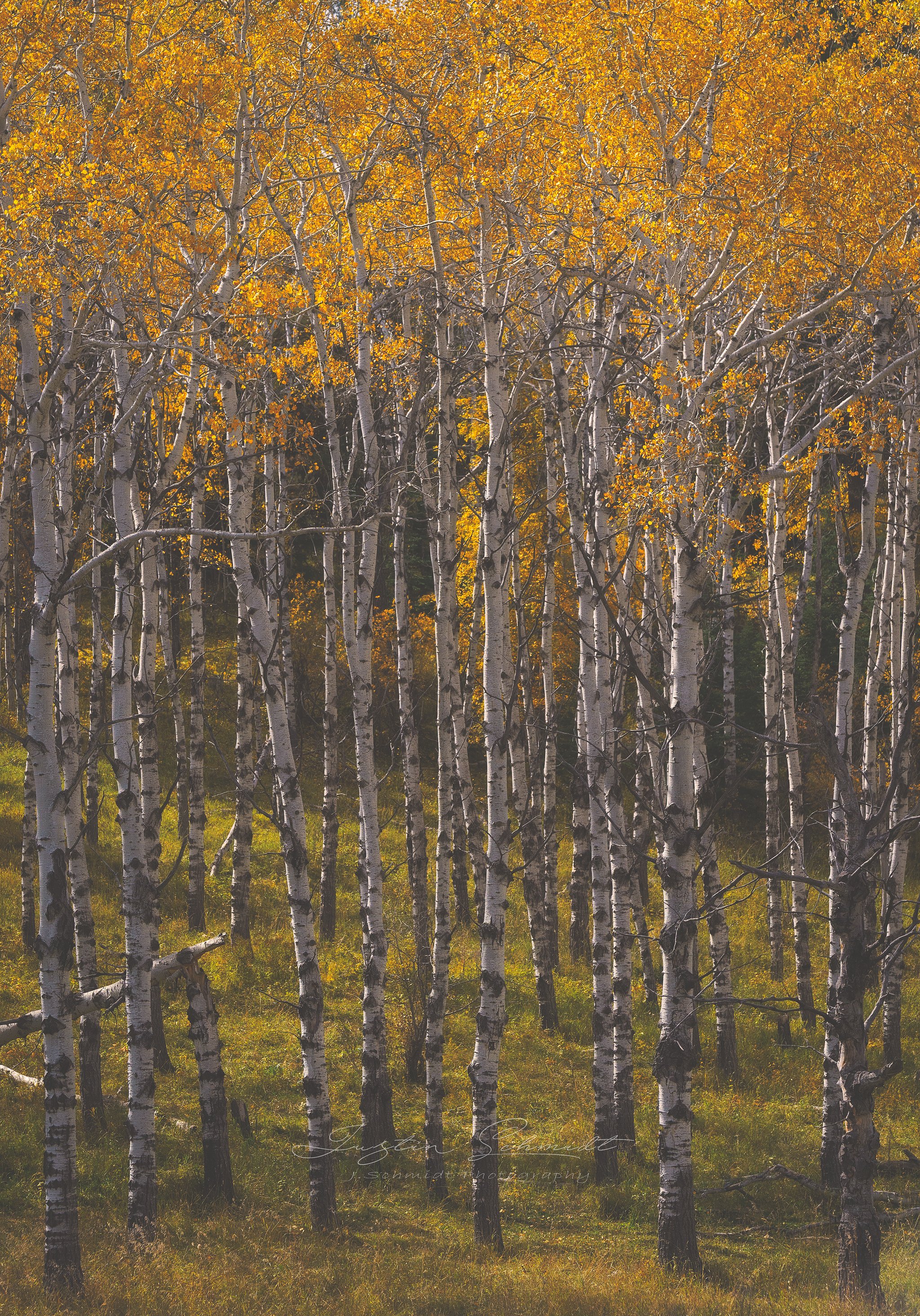 A dense forest of tall, slender white-barked trees with yellow autumn leaves.