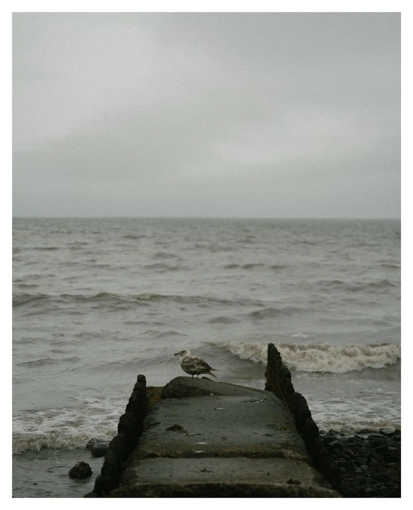 #rockybeach #ct #ctsound #ocean #beach #overcast #cloudy #windy #rainy #rain #bird #seagull #photo #photography #sony #sigma #opticalwander
