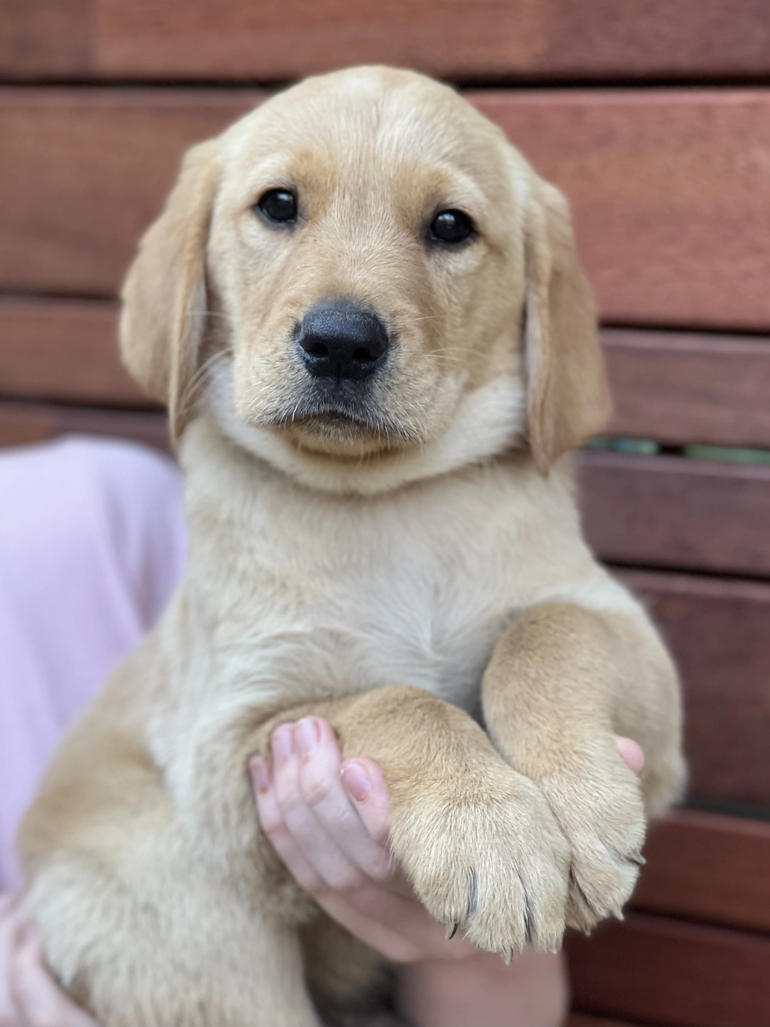 Goldadors Australia Dark Blue Boy.jpg