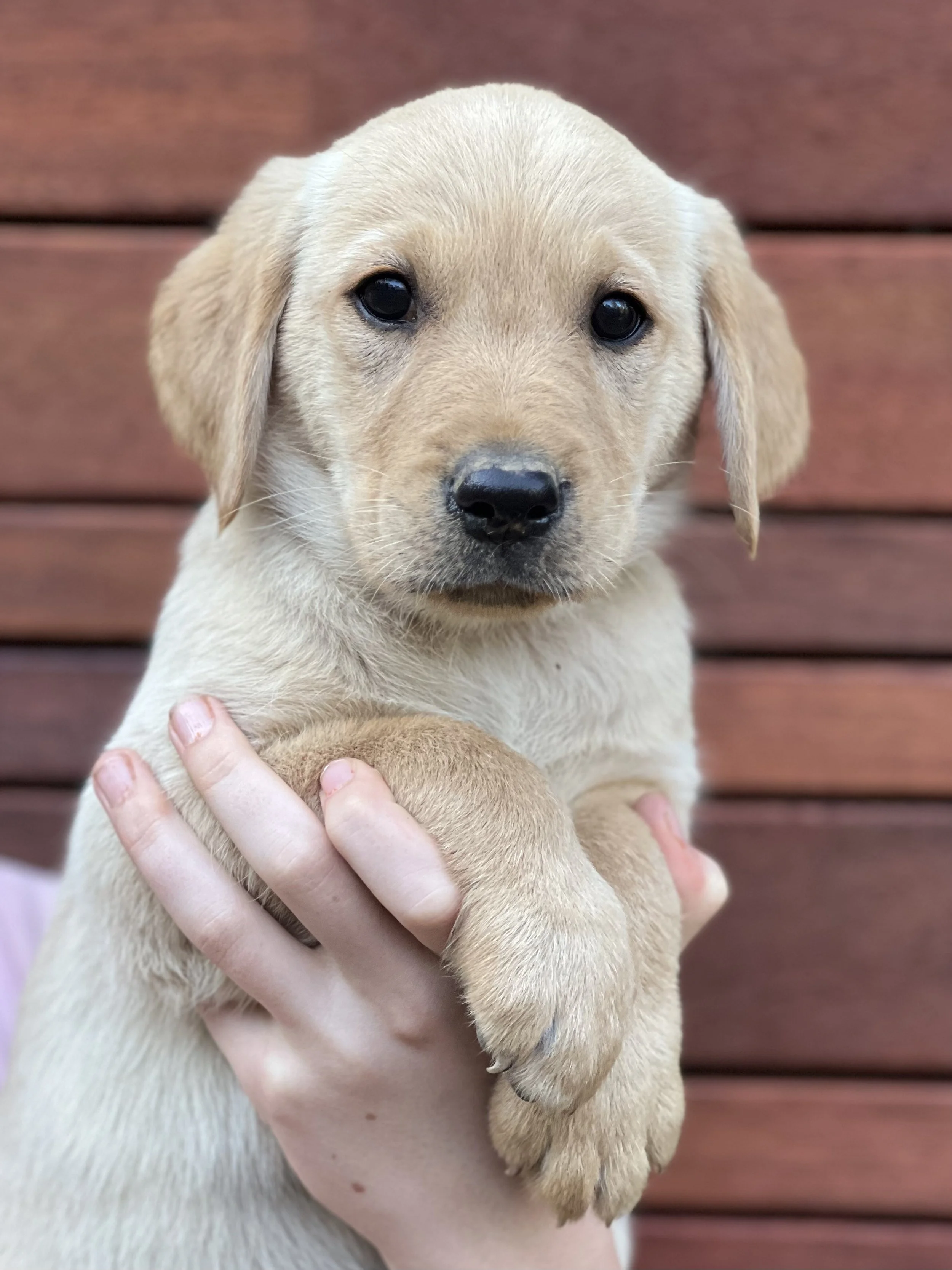 Goldadors Australia Green Boy .jpg