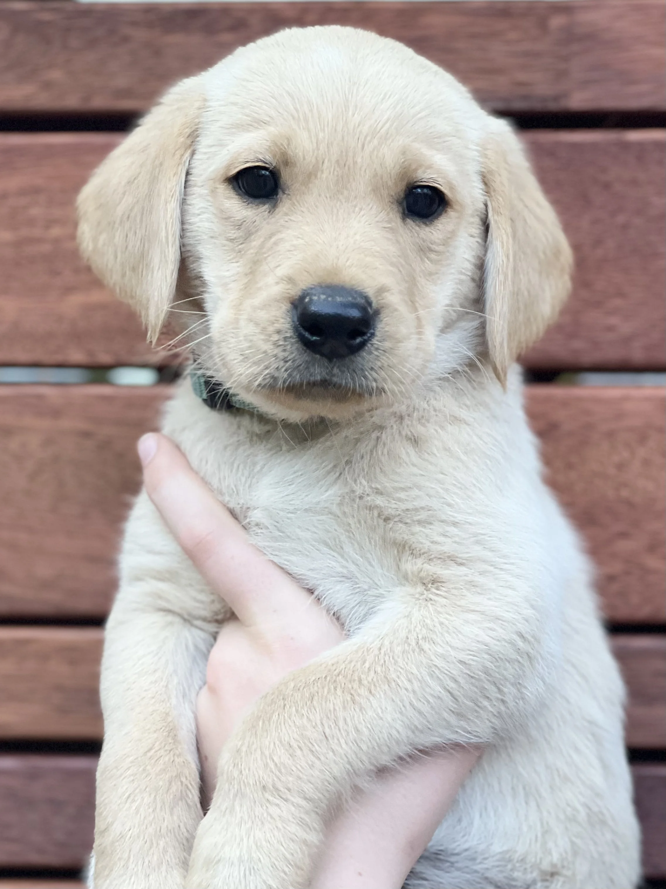 Goldadors Australia blue boy .jpg