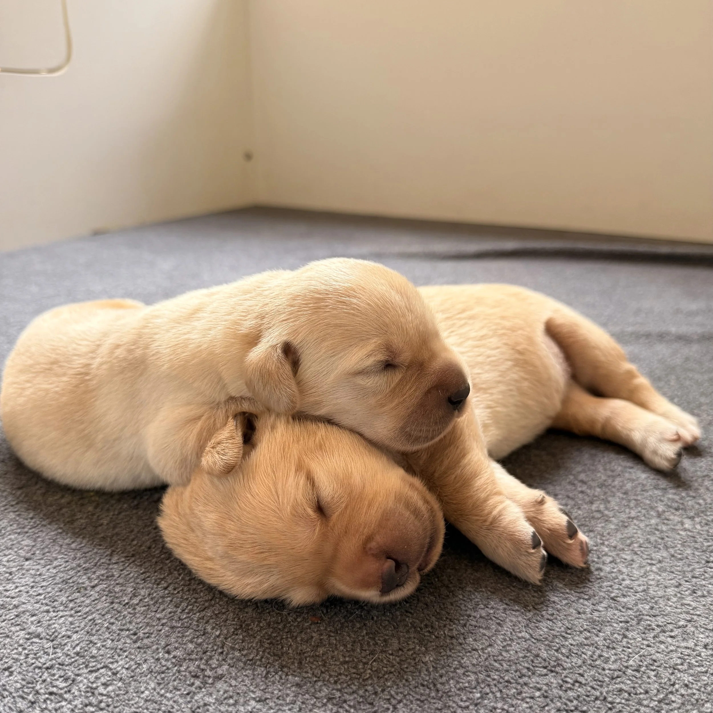 Goldador Puppy Reservation Deposit