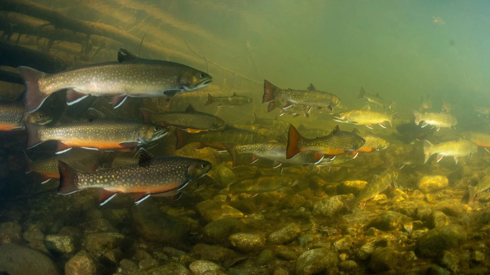 Grant App Deadline: 2/15