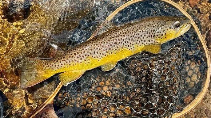 February GUVTU Chapter Meeting