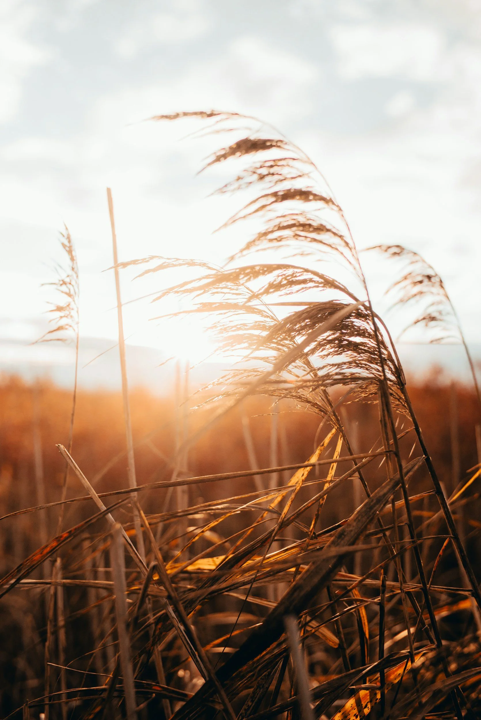 Dried tall grass or reeds with a soft, bright sky in the background, illuminated by sunlight.