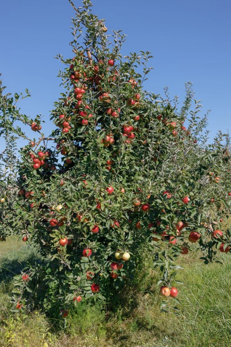 EOSR0080 (Medium).jpg