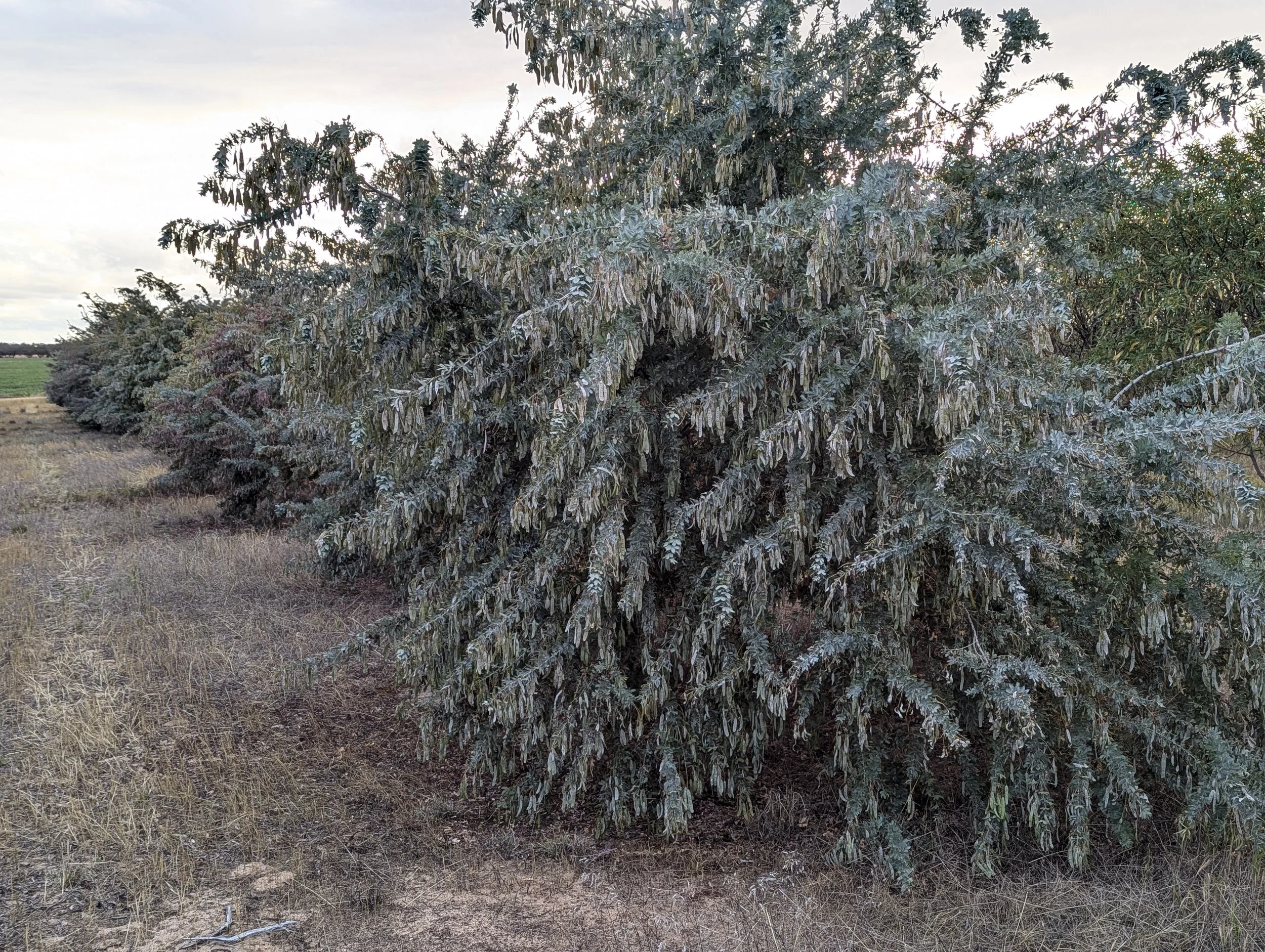 Wattle Roots Wattle Seed — Ni Ni Well
