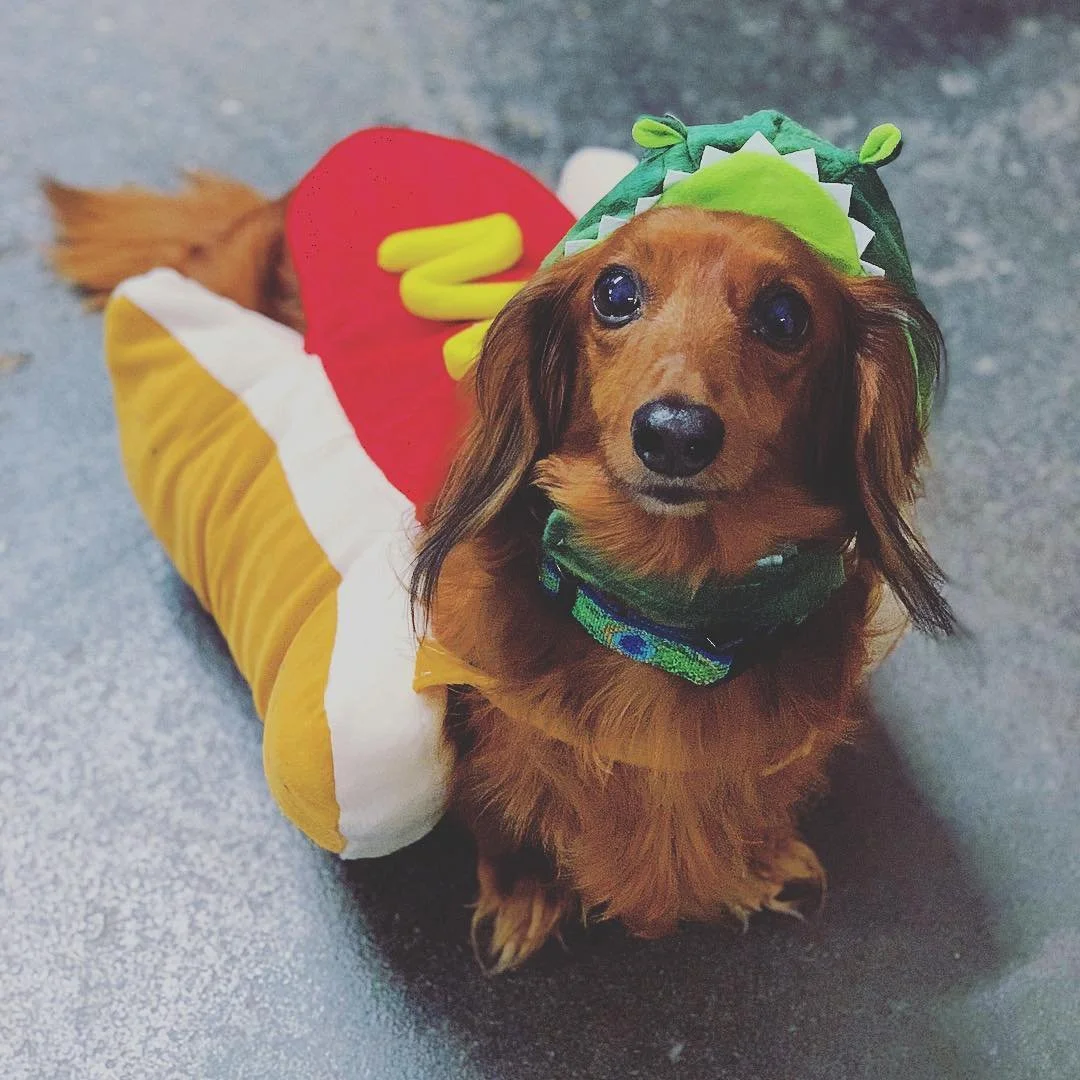 A small brown dachshund dog dressed in a hot dog costume with a sesame seed bun, mustard, and ketchup, and wearing a green dinosaur hat, sitting on a gray surface and looking up at the camera.