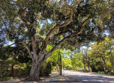 Coast Live Oak (Quercus agrifolia)
