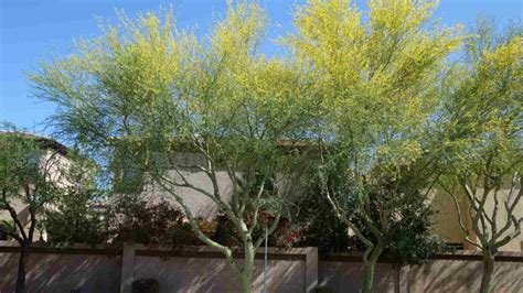 Palo Verde (Parkinsonia / Cercidium species)