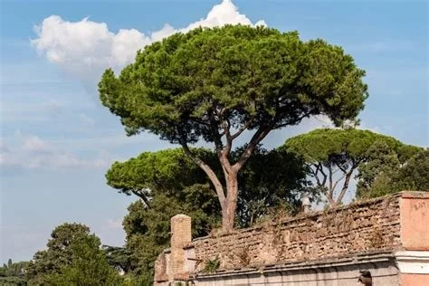 Italian Stone Pine (Pinus pinea)