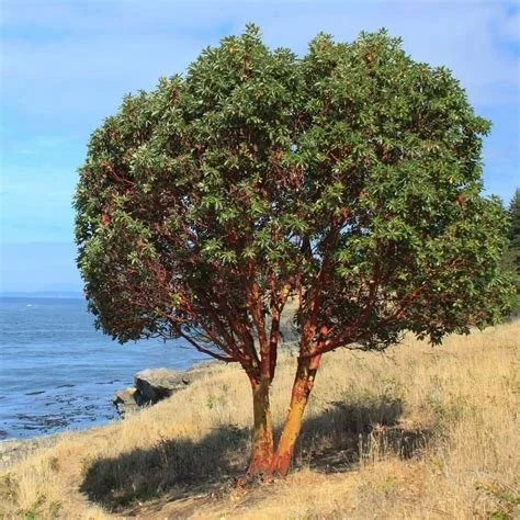 Marina Strawberry Tree (Arbutus × ‘Marina’)