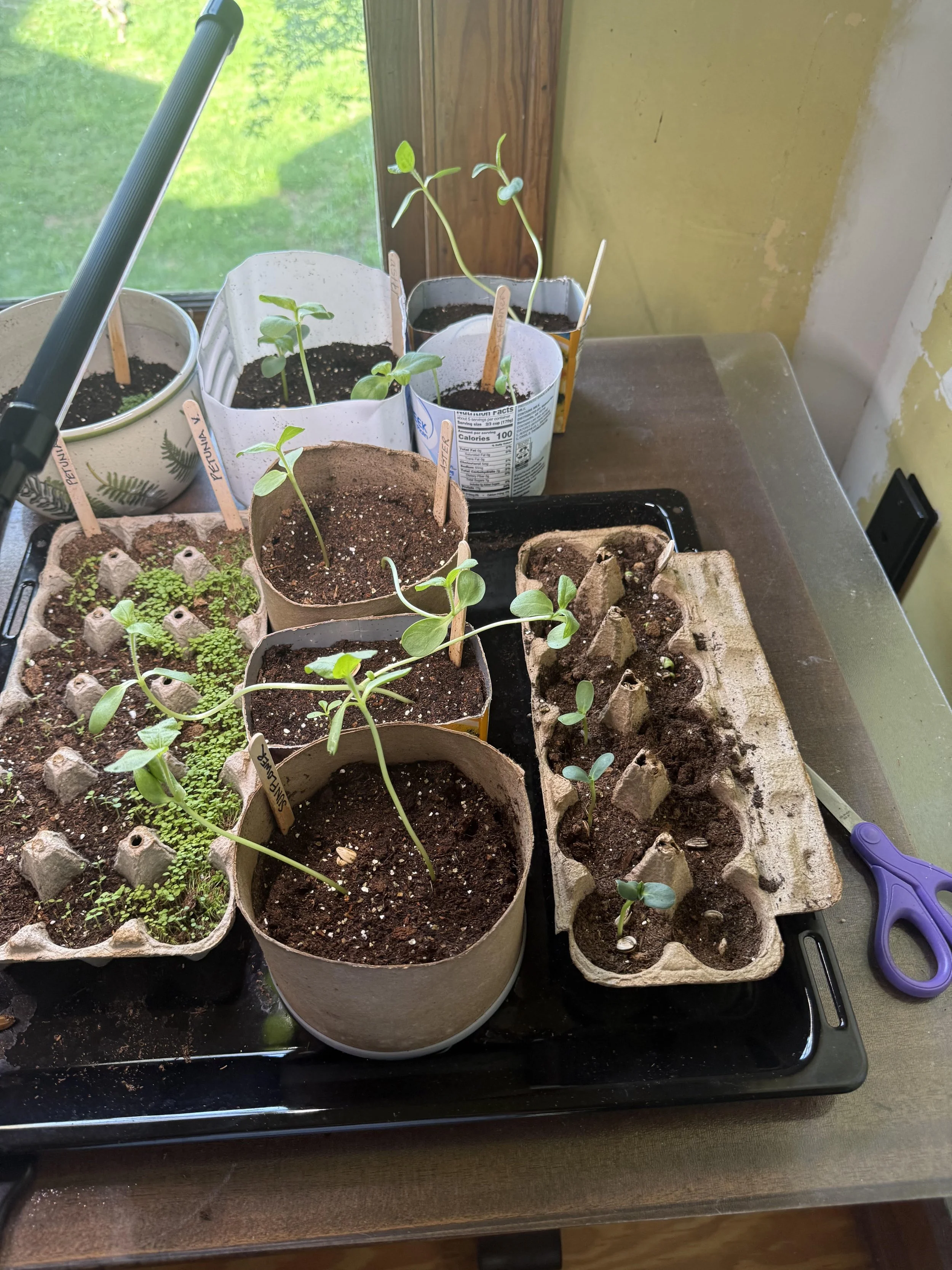 Part 1: Seed Starting and Plans for My First Perennial Garden (Using What I Learned as a Designer)
