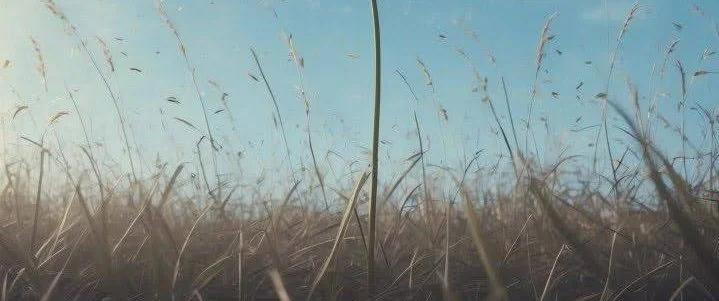 Close-up of tall grass in a field with a blue sky in the background.