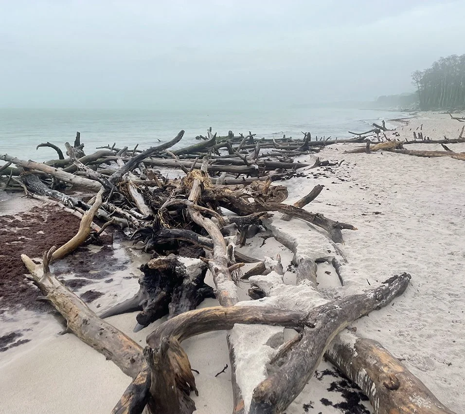 artsucker_branches from dueodde_beach1B.jpg