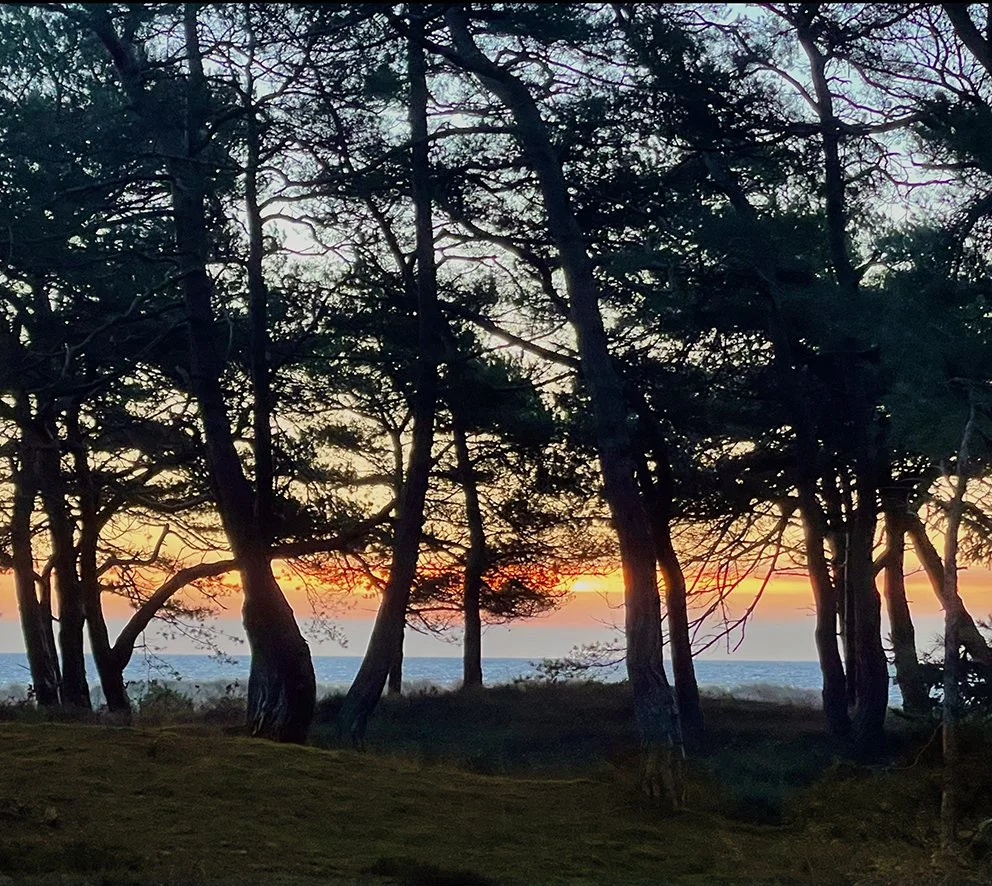 artsucker_branches from dueodde_beach21.jpg