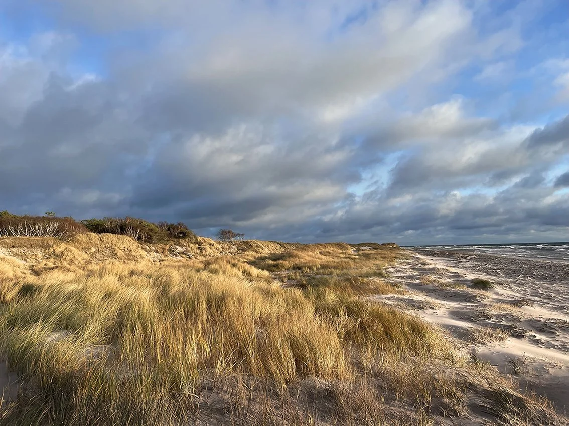 artsucker_branches from dueodde_beach32.jpg